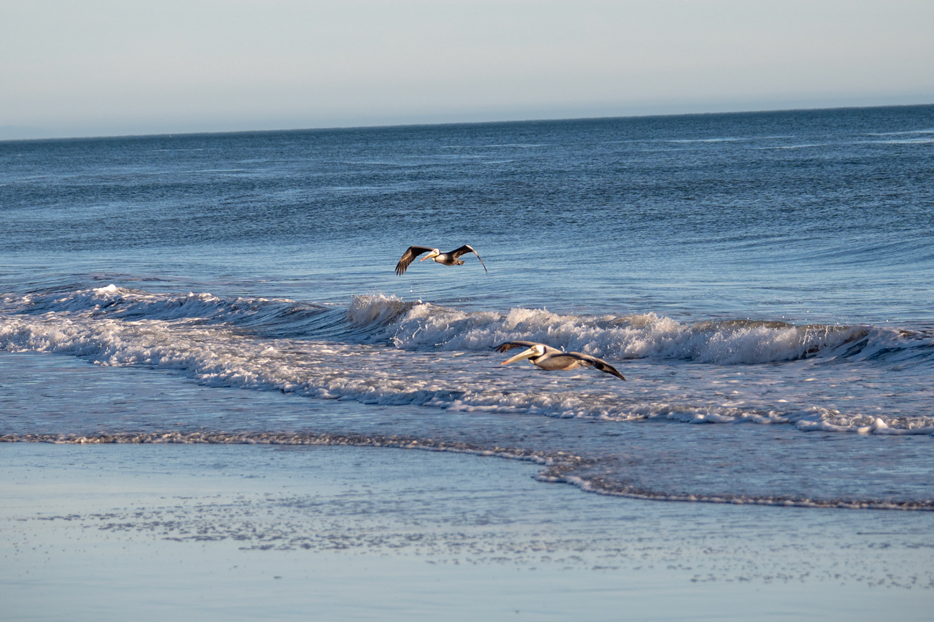 Pelicans @ Jalama Beach, California