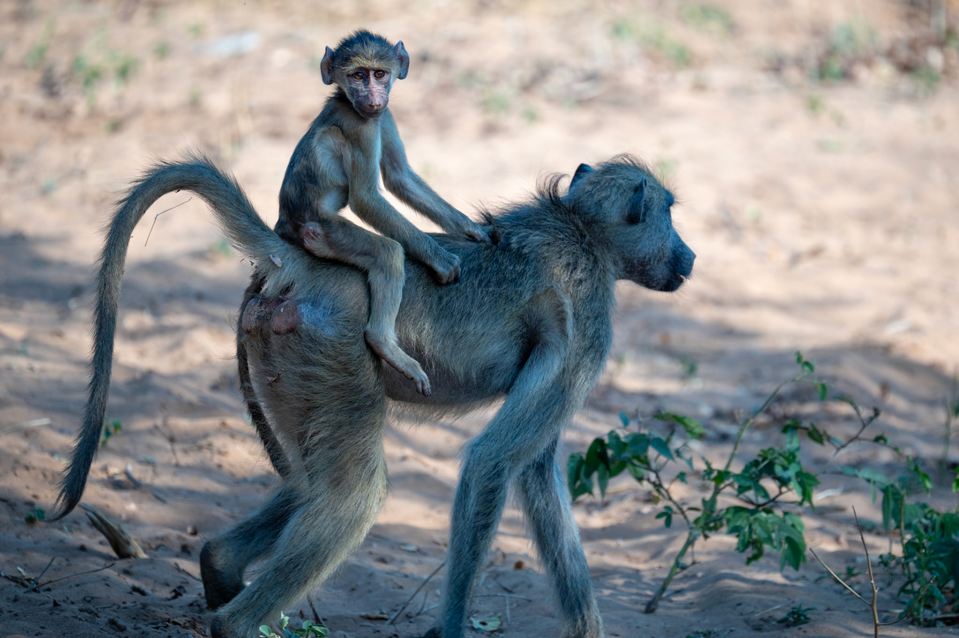 Baboon mother with child on her back, Chobe National Park, Botswana, Africa