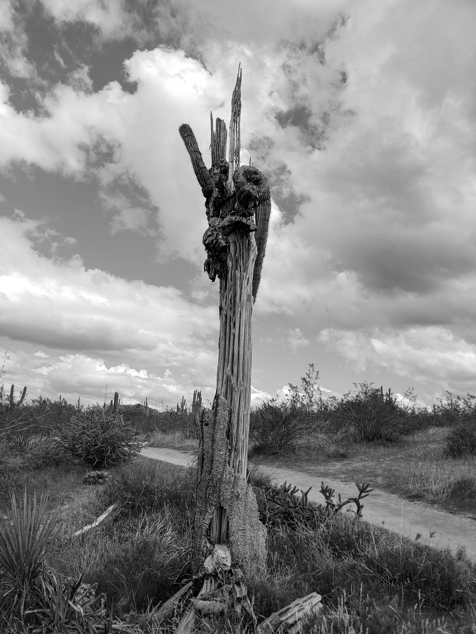 Tonto National Forest, Arizona