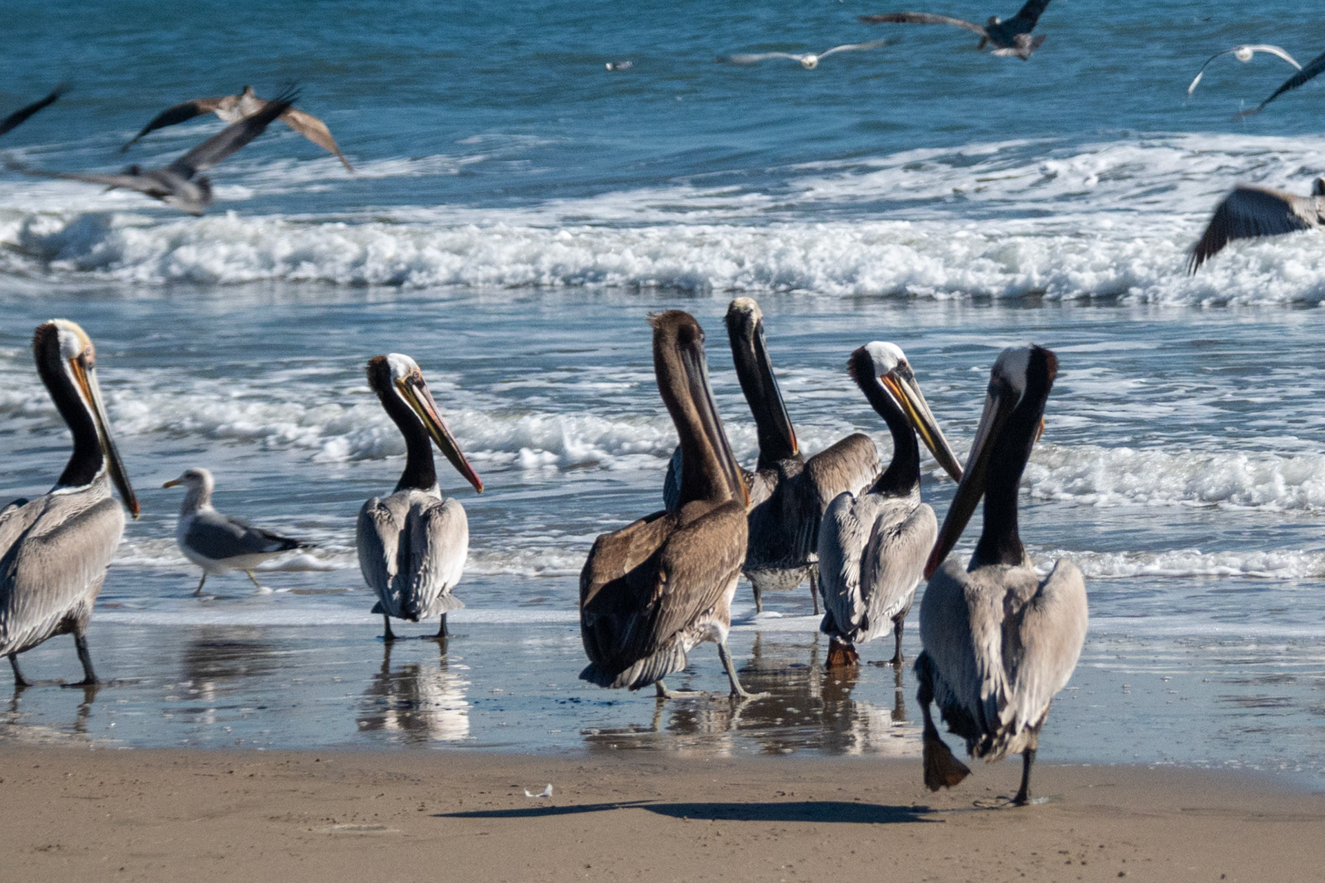 Pelicans @ Jalama Beach, California