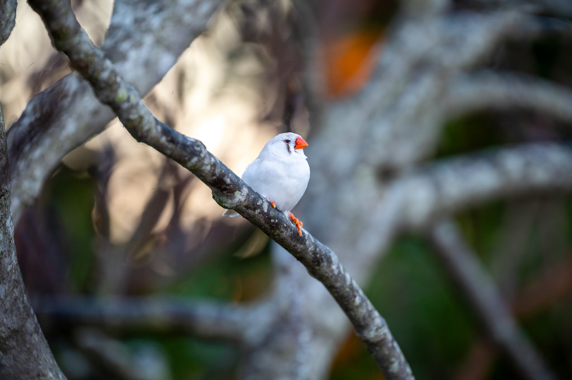 Zebra Finch, Monters de Alvor, Portugal