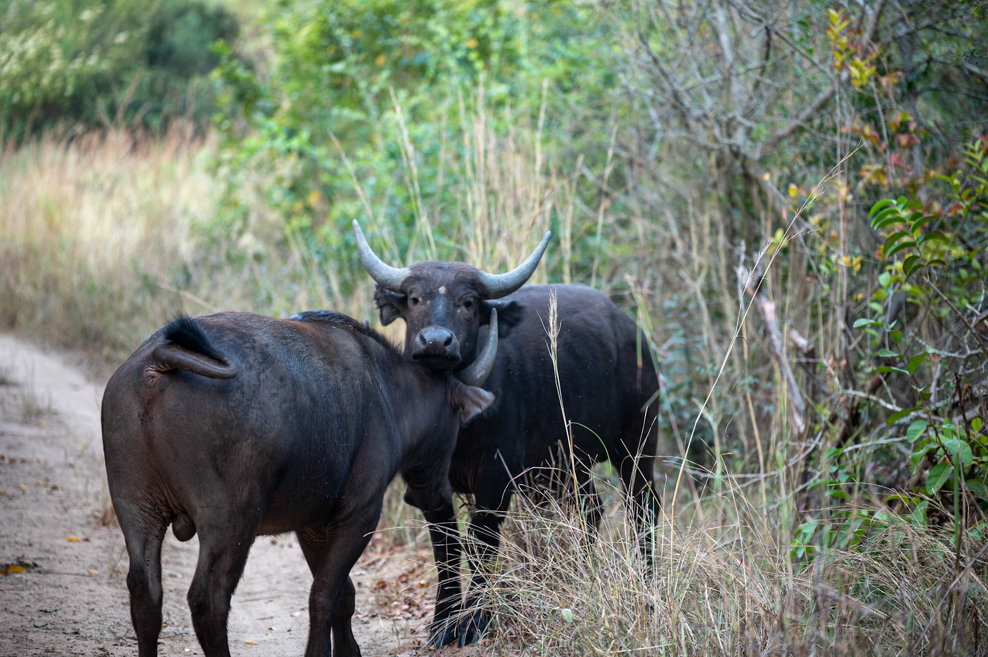Water Buffalo @ AM Game Park near Kruger, South Africa