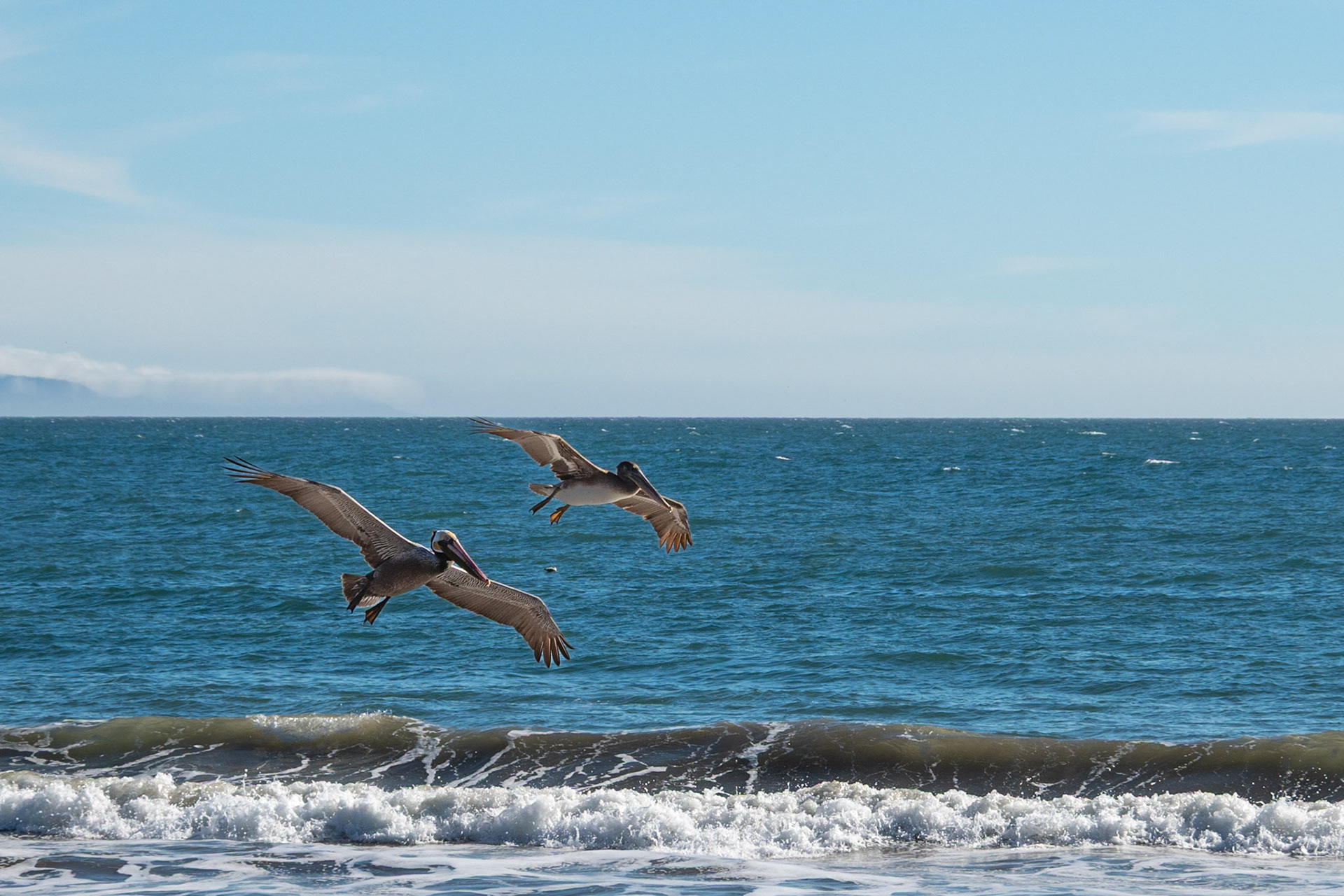 Pelicans @ Jalama Beach, California