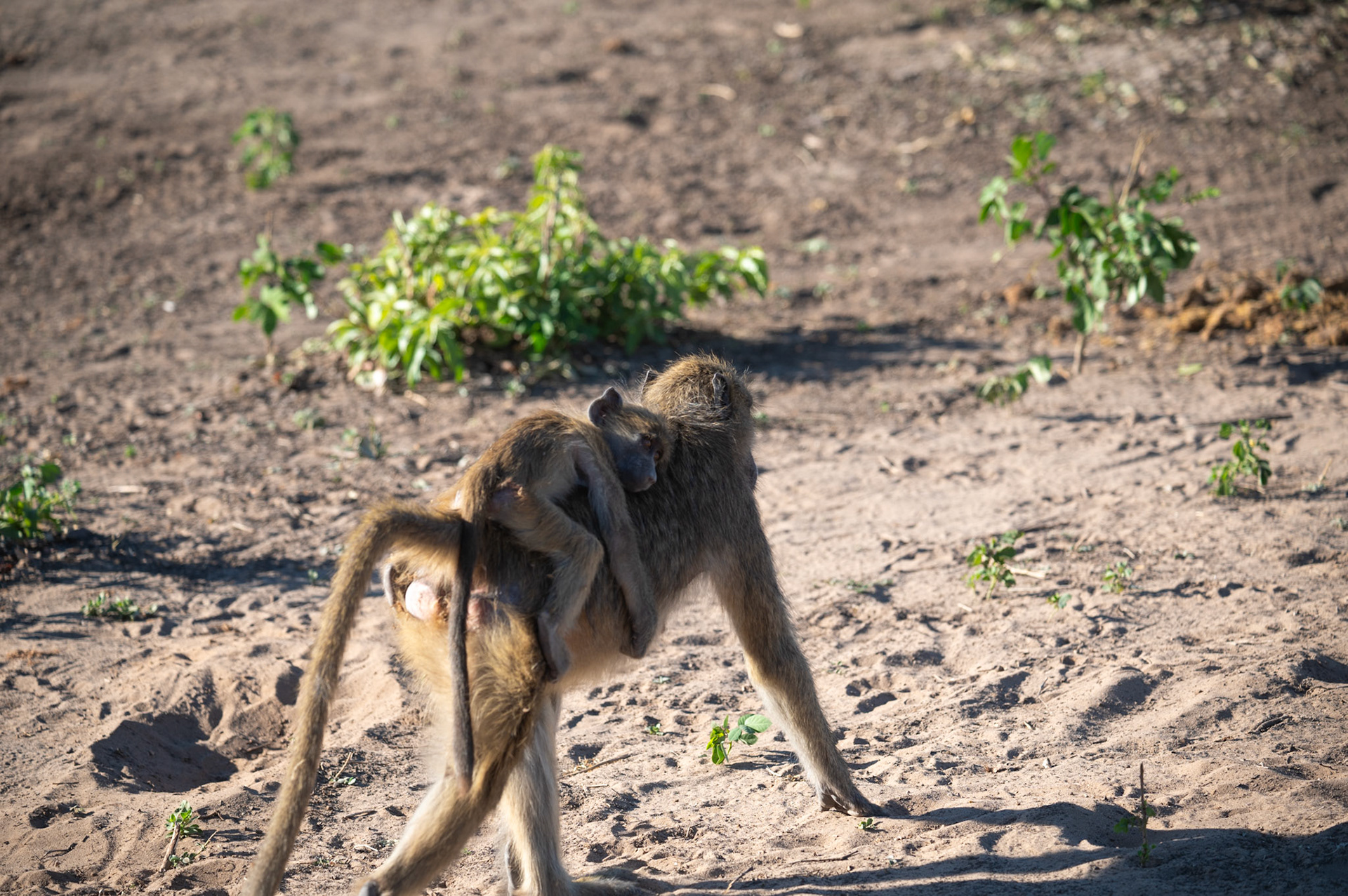 Baboon with baby riding on her back, Chobe National Park, Botswana, Africa