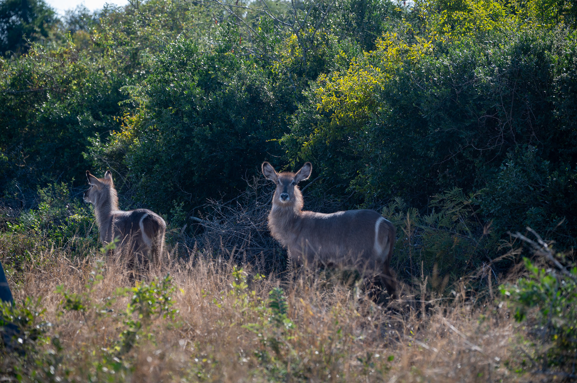 Waterbuck @ AM Game Park near Kruger, South Africa