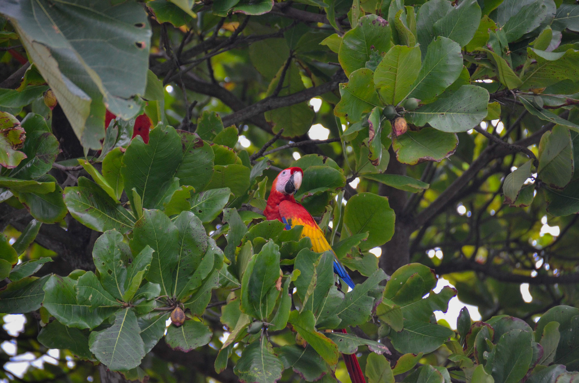 Wild Macaw's - Jaco, Costa Rica