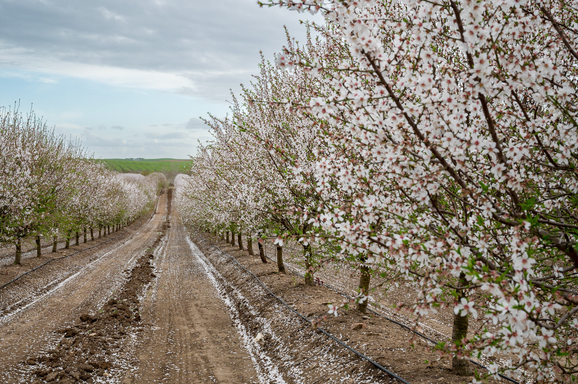 Alentejo Almonds, Portugal