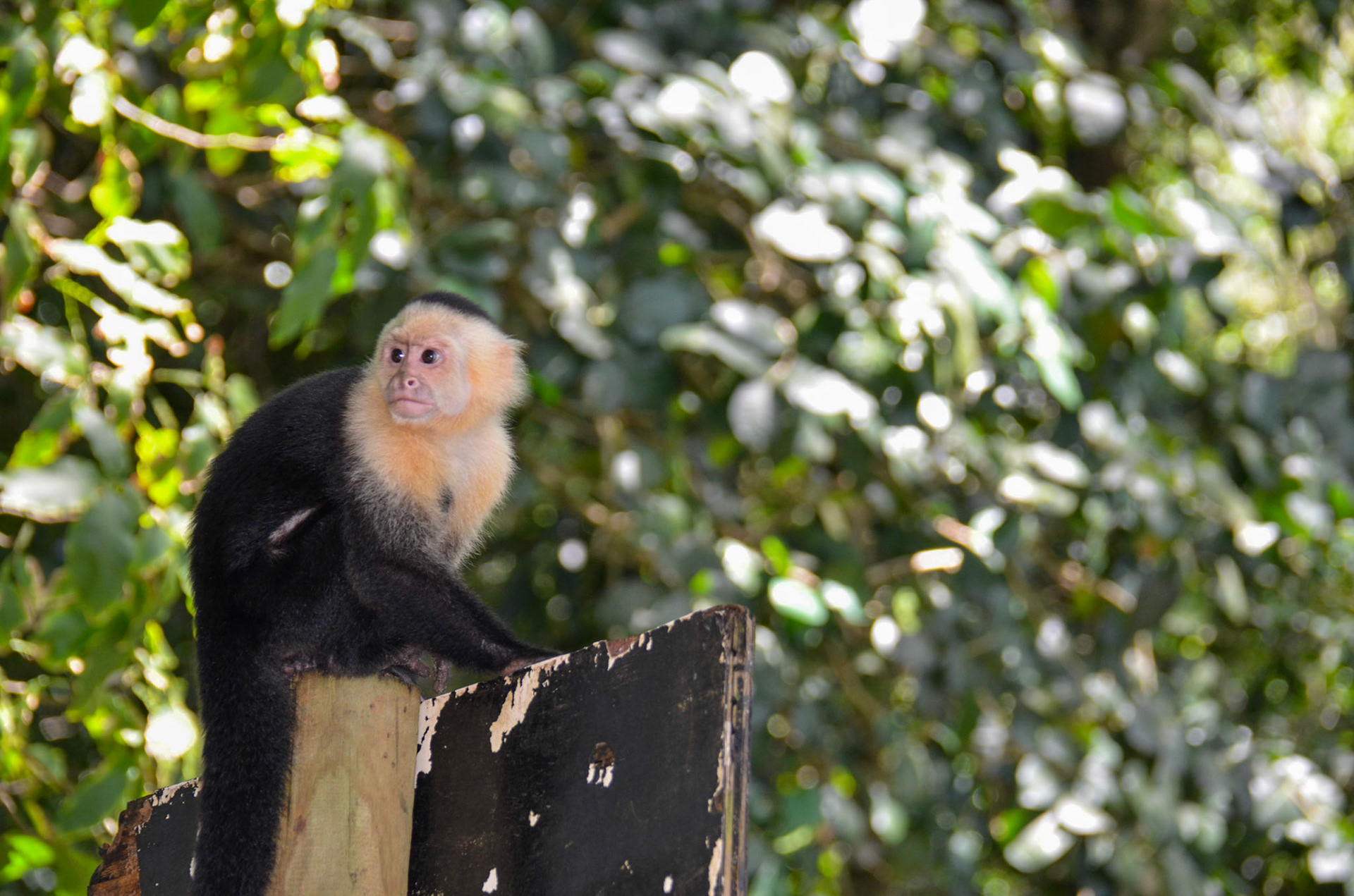 Monkey @ Parque Nacional Manuel Antonio, Costa Rica