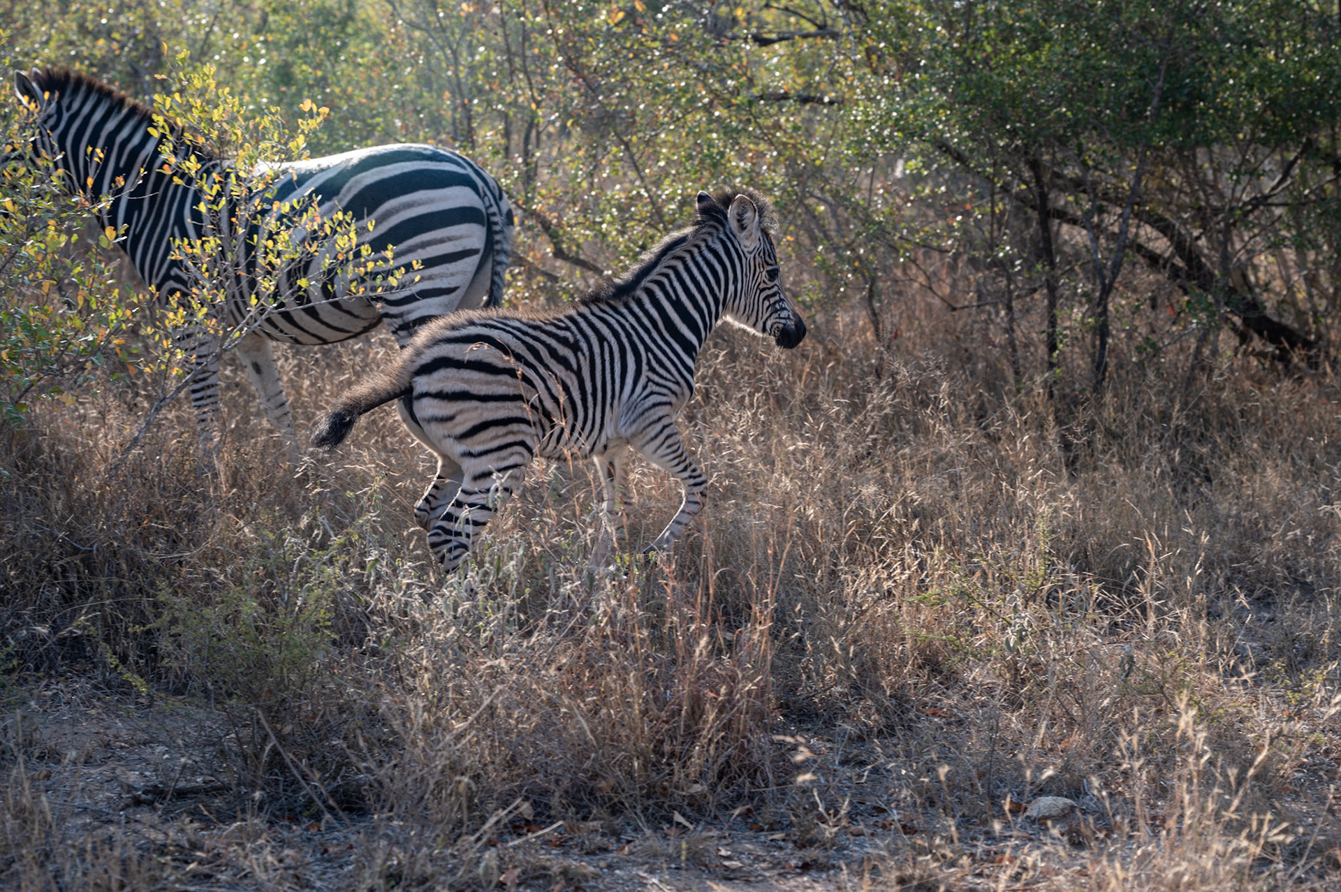 Playful baby Zebra @ AM Game Park near Kruger, South Africa