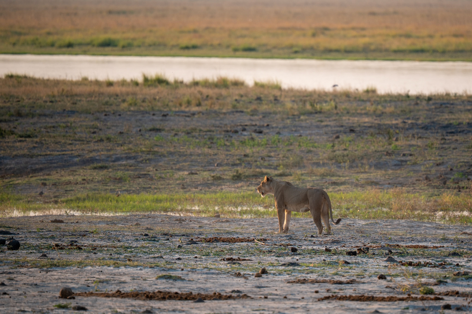Lioness on the hunt, Chobe National Park, Botswana, Africa