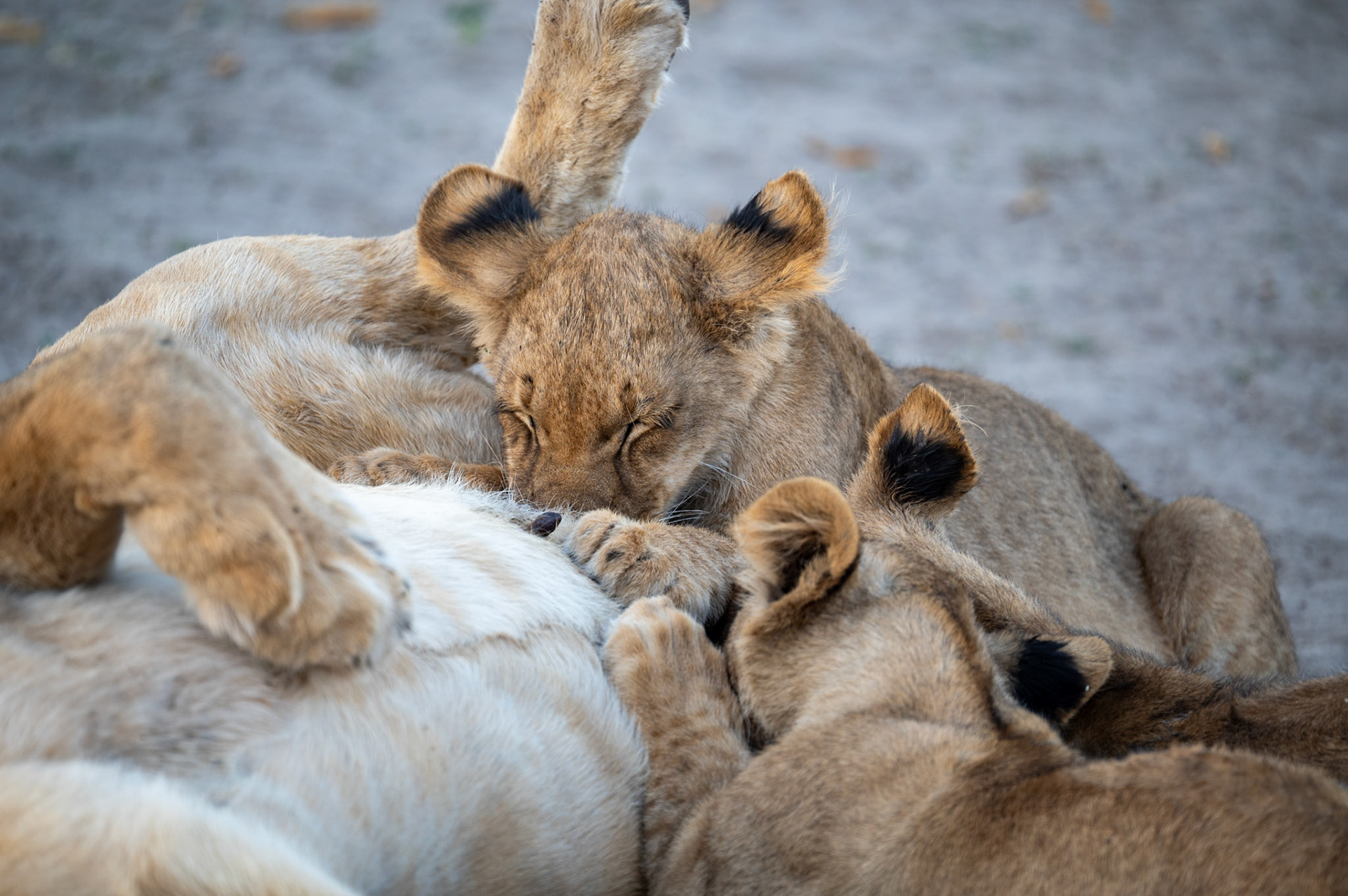 Female lion with cubs, Chobe National Park, Botswana, Africa