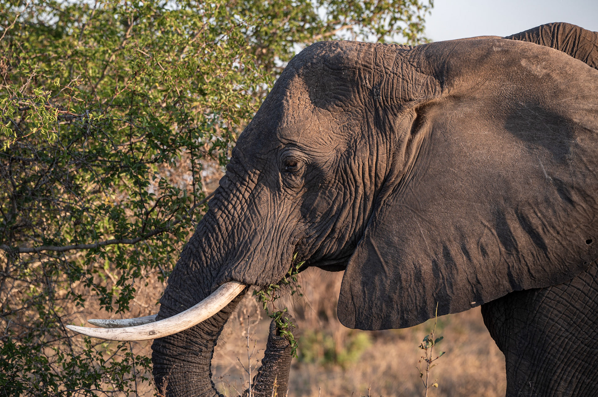 Elephant grazing @ Manyeleti Game Reserve, South Africa