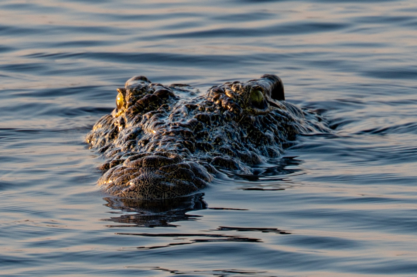 Crocodile, Chobe National Park, Botswana, Africa