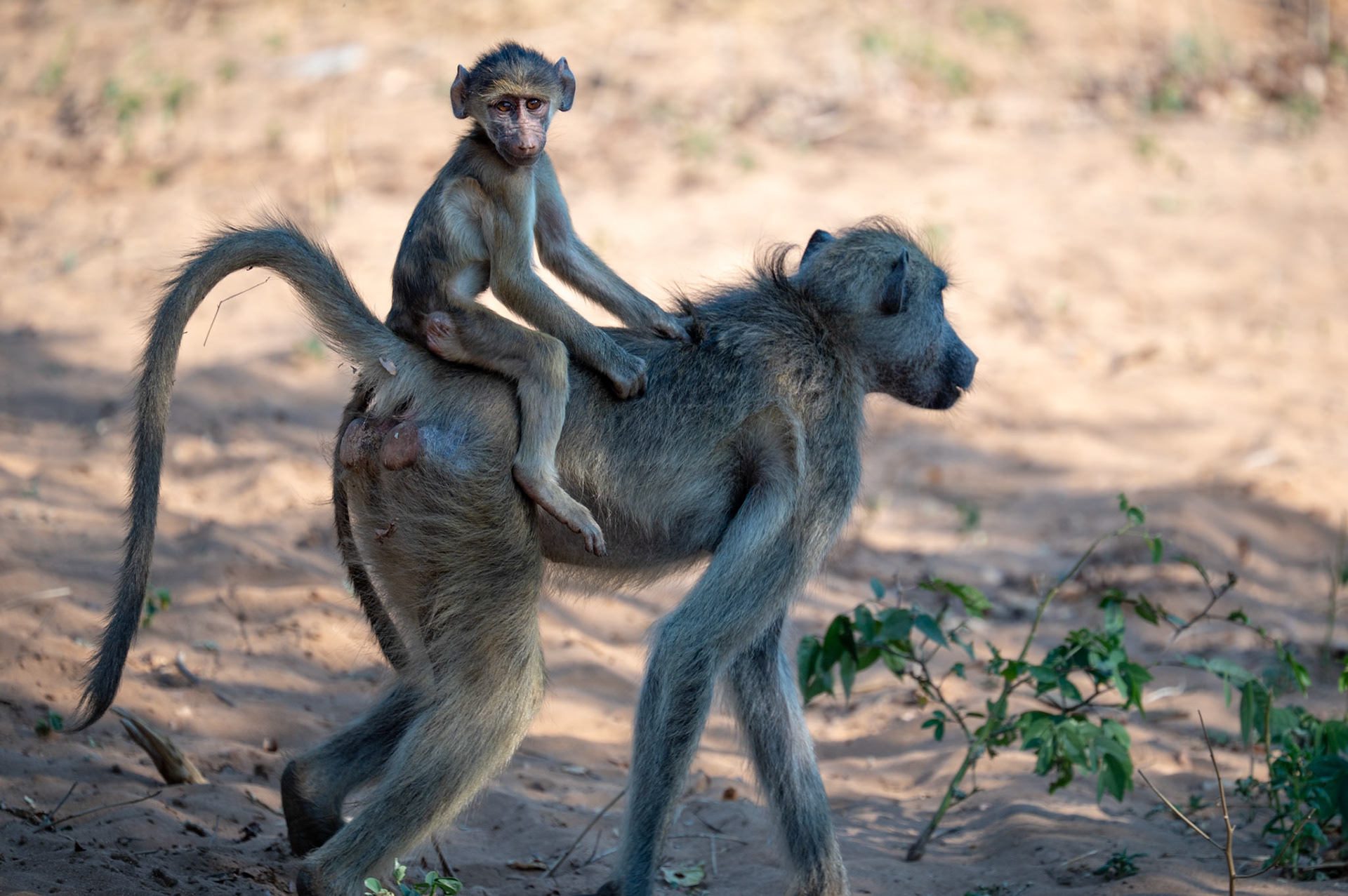 Baboon mother with child on her back, Chobe National Park, Botswana, Africa