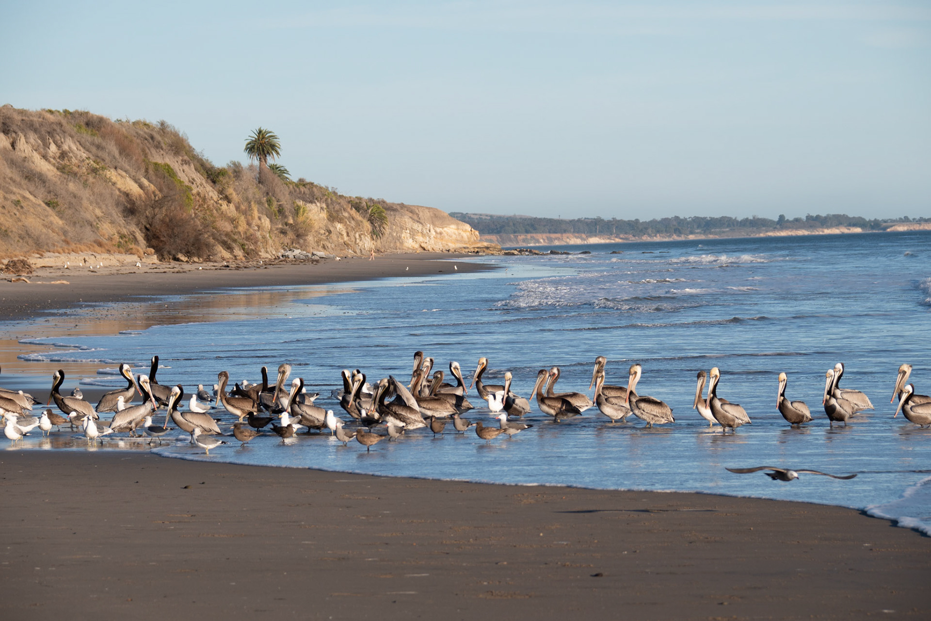 Pelicans @ Jalama Beach, California