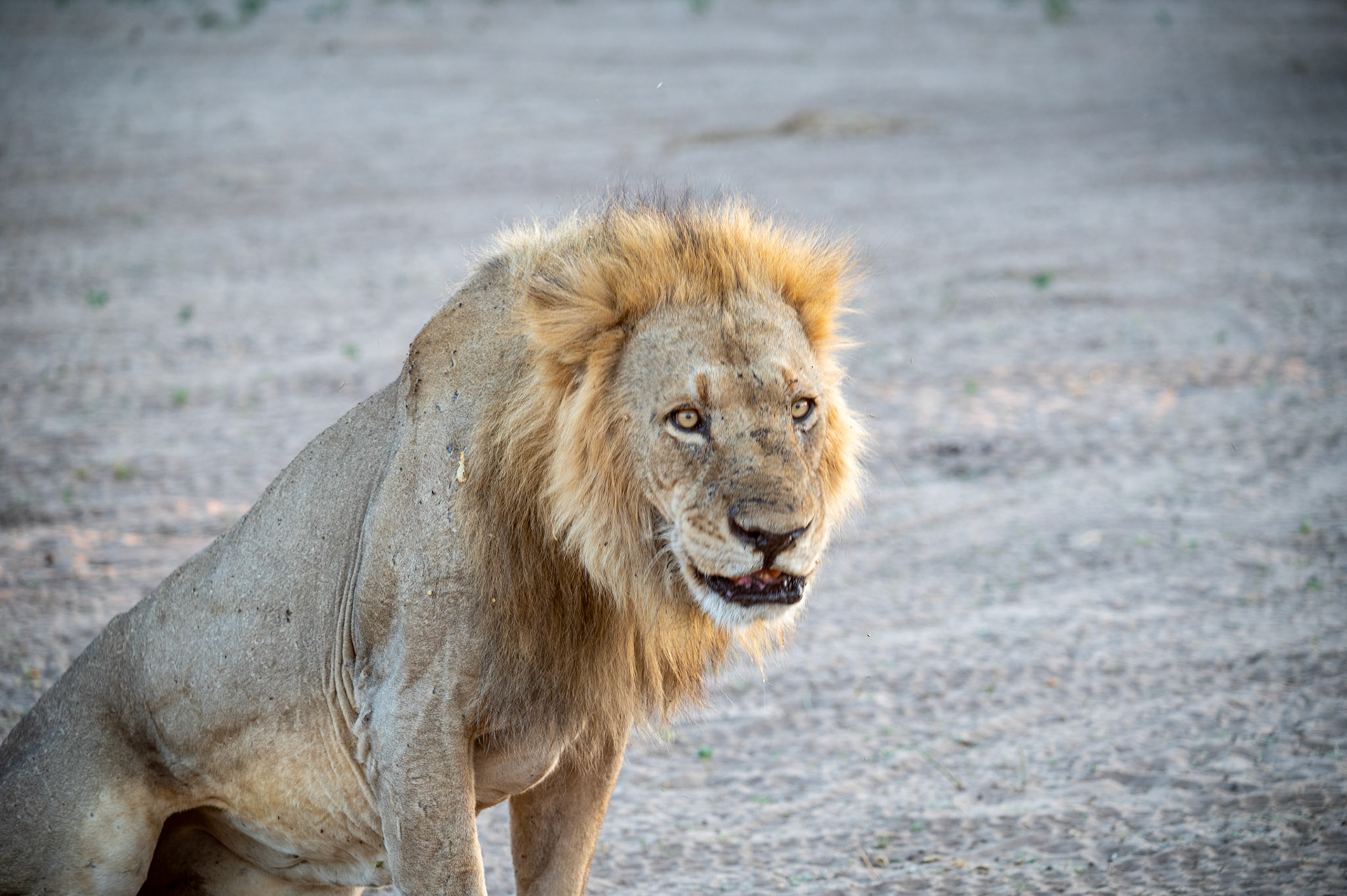 Senior male lion, Chobe National Park, Botswana, Africa