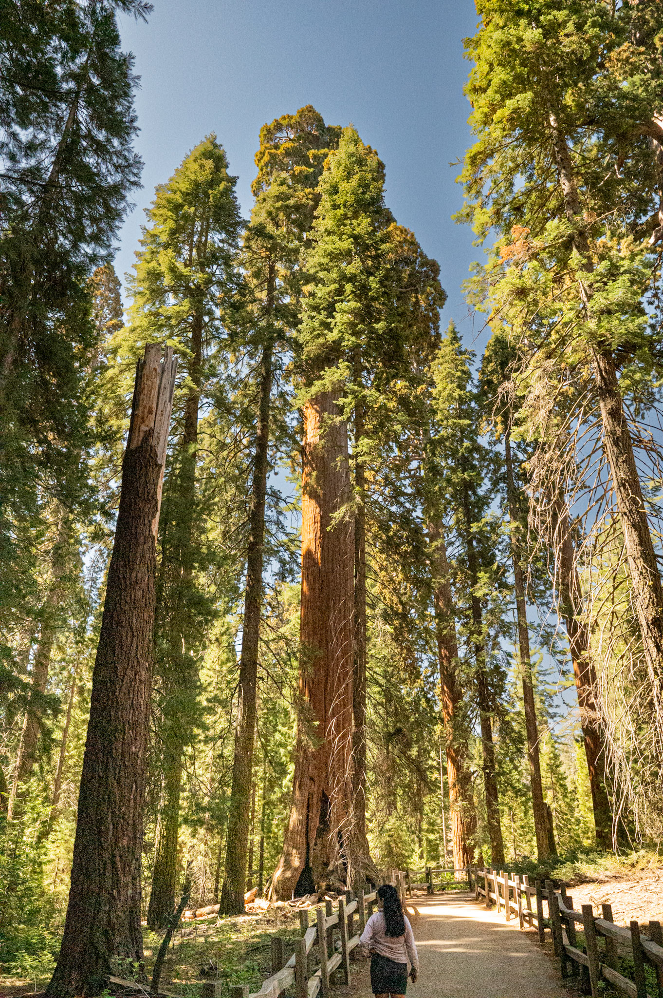 Grant Grove, Sequoia National Park, California
