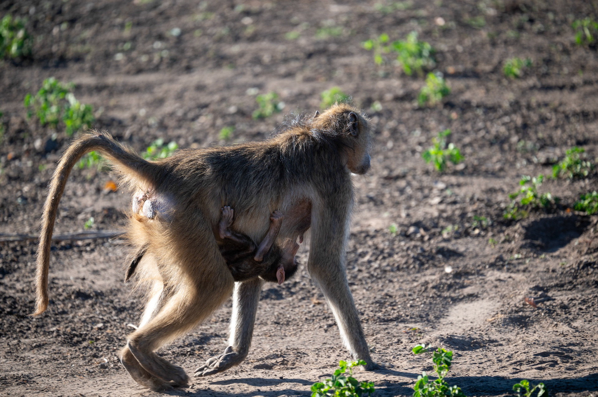 Baboon with baby riding underneath her, Chobe National Park, Botswana, Africa