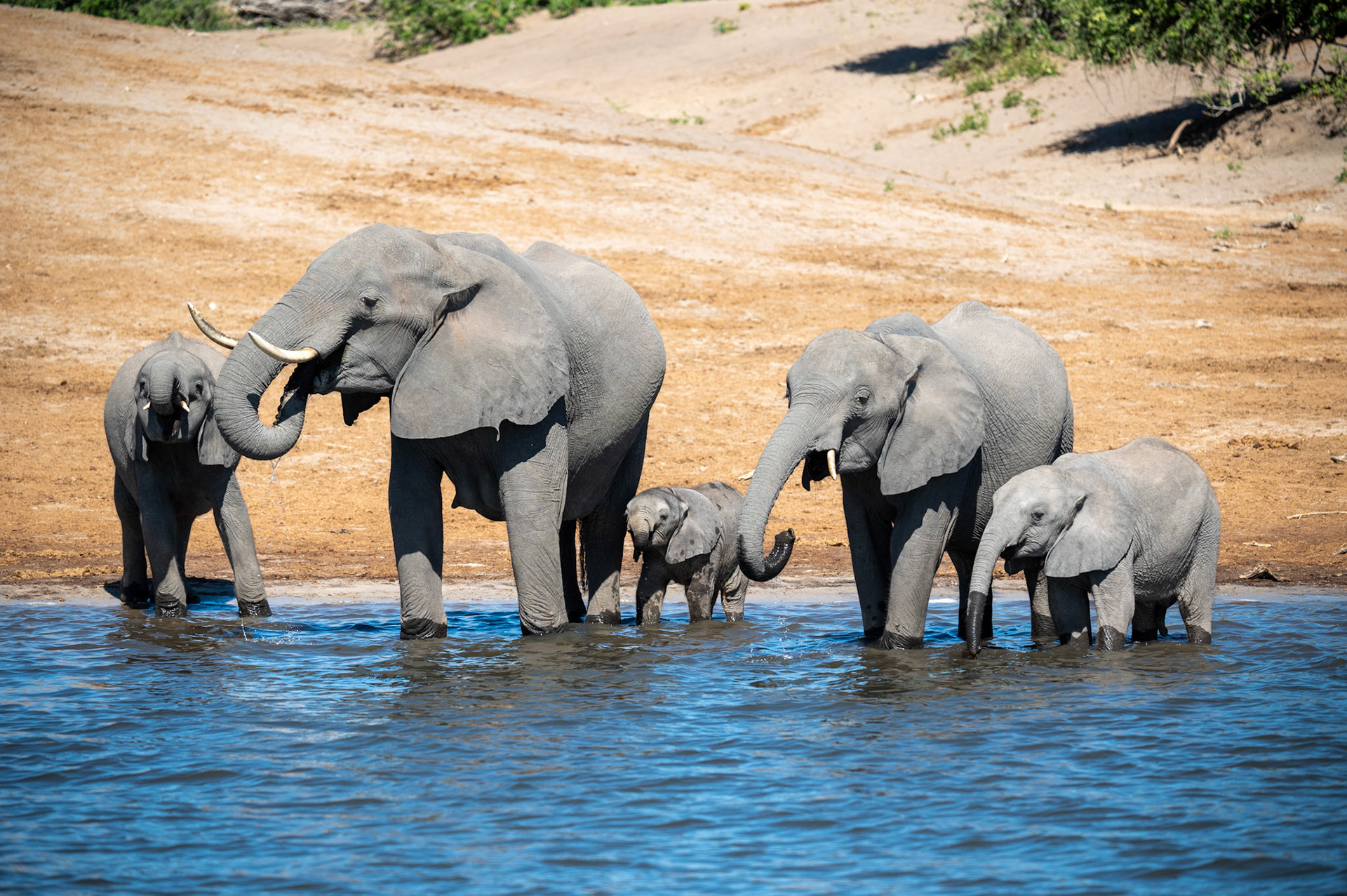 Family of elephants in the water, Chobe National Park, Botswana, Africa
