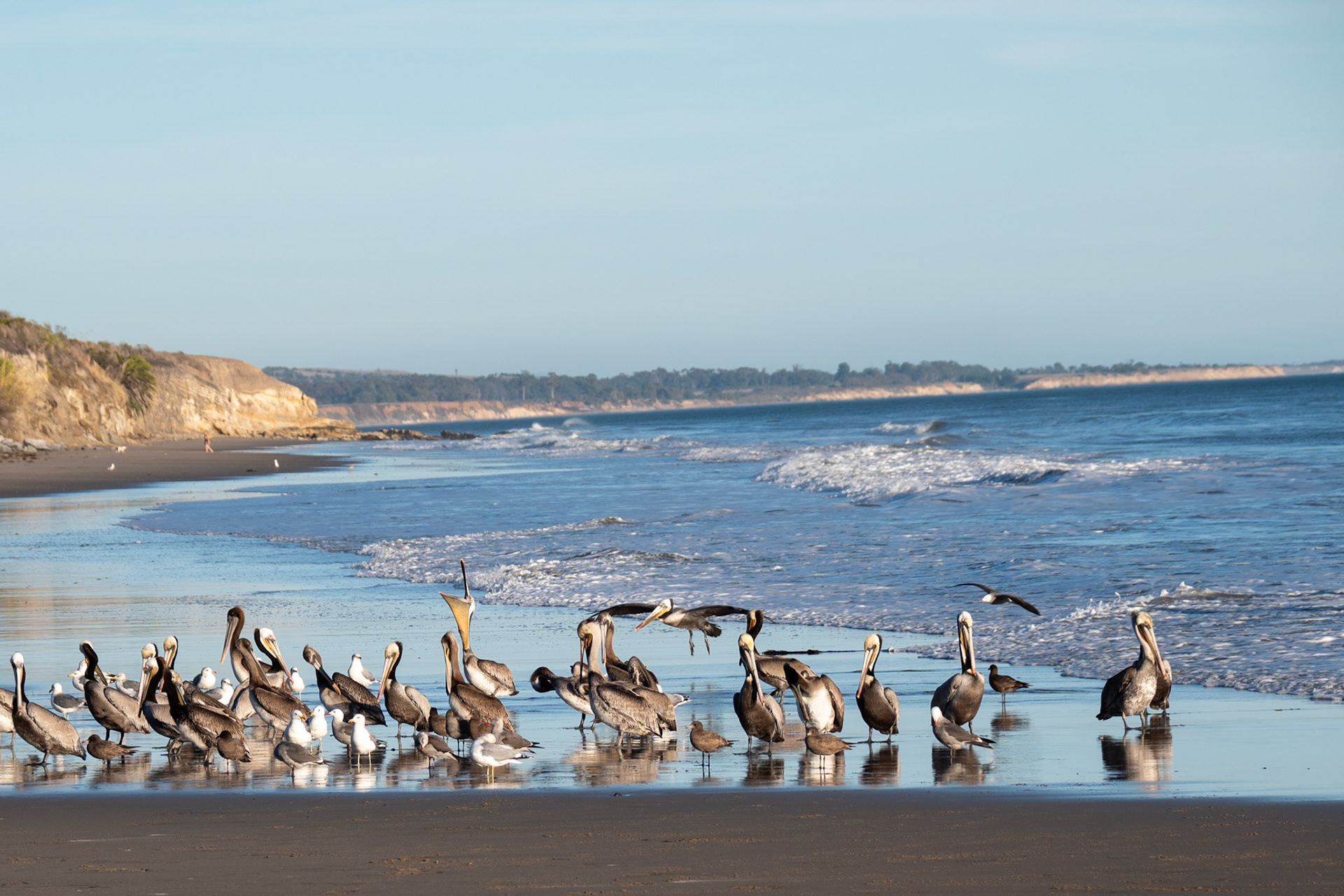 Pelicans @ Jalama Beach, California