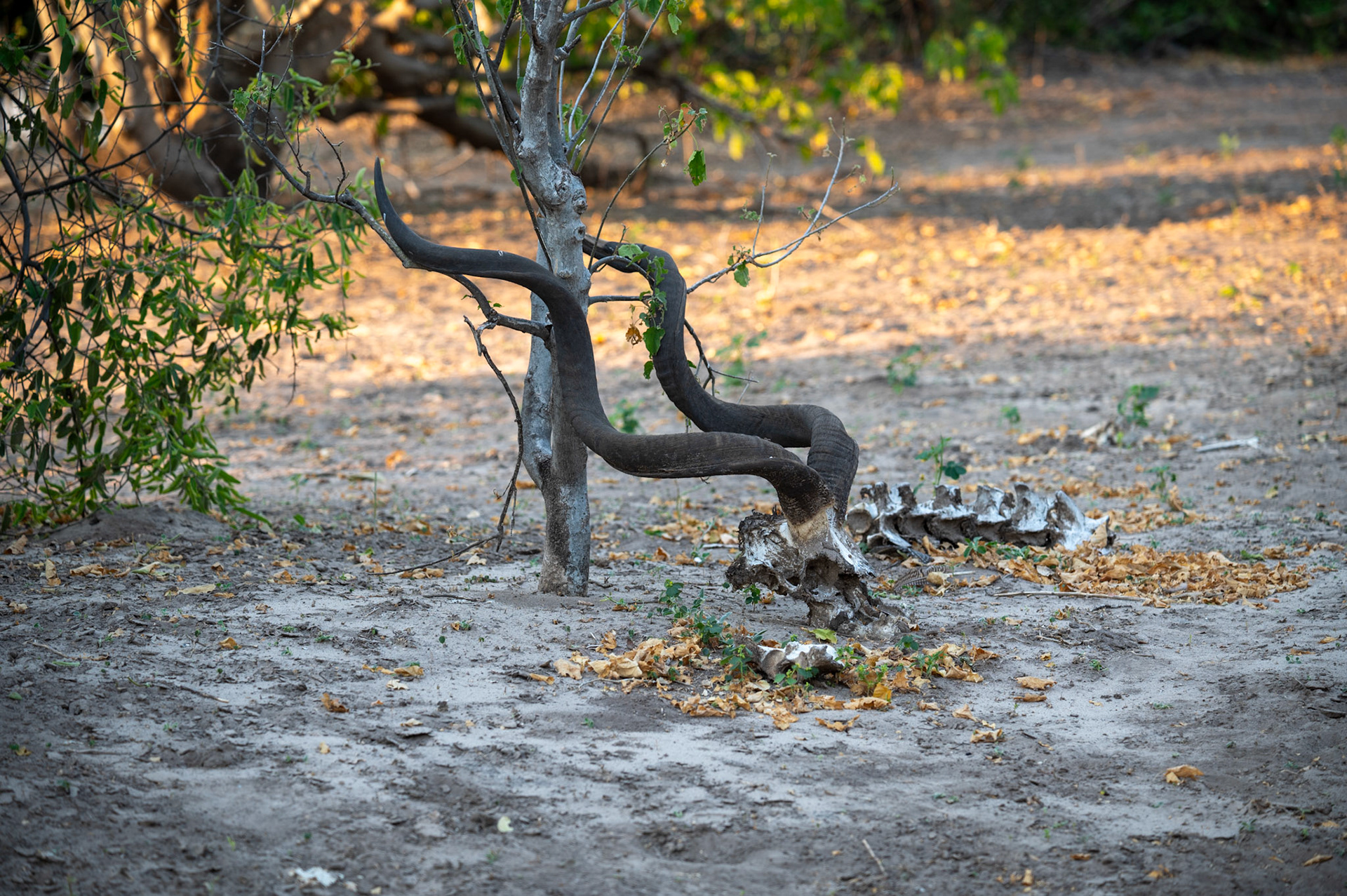 Carcas of old male Kudu, Chobe National Park, Botswana, Africa