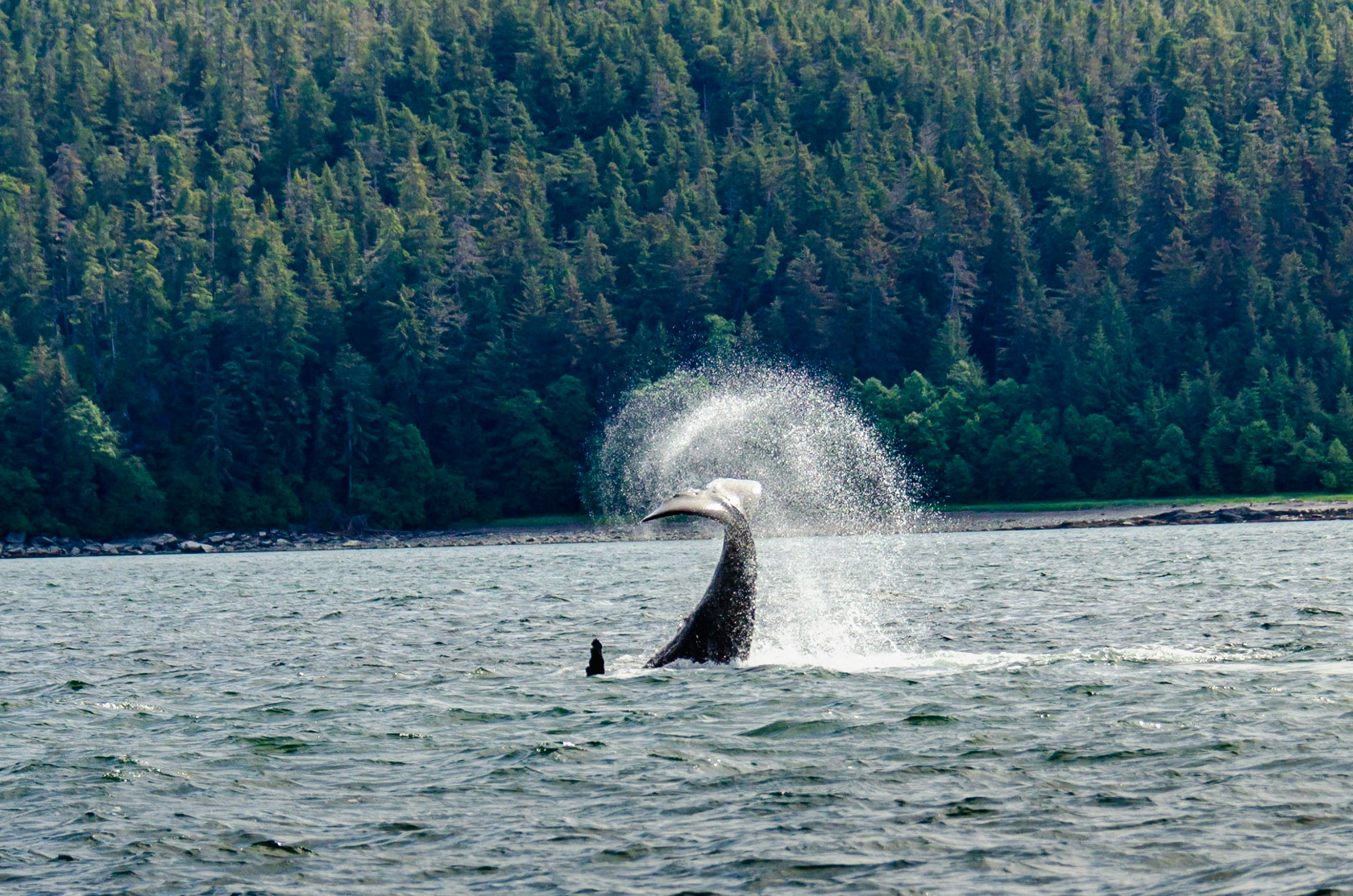 Whales near Juneau, Alaska
