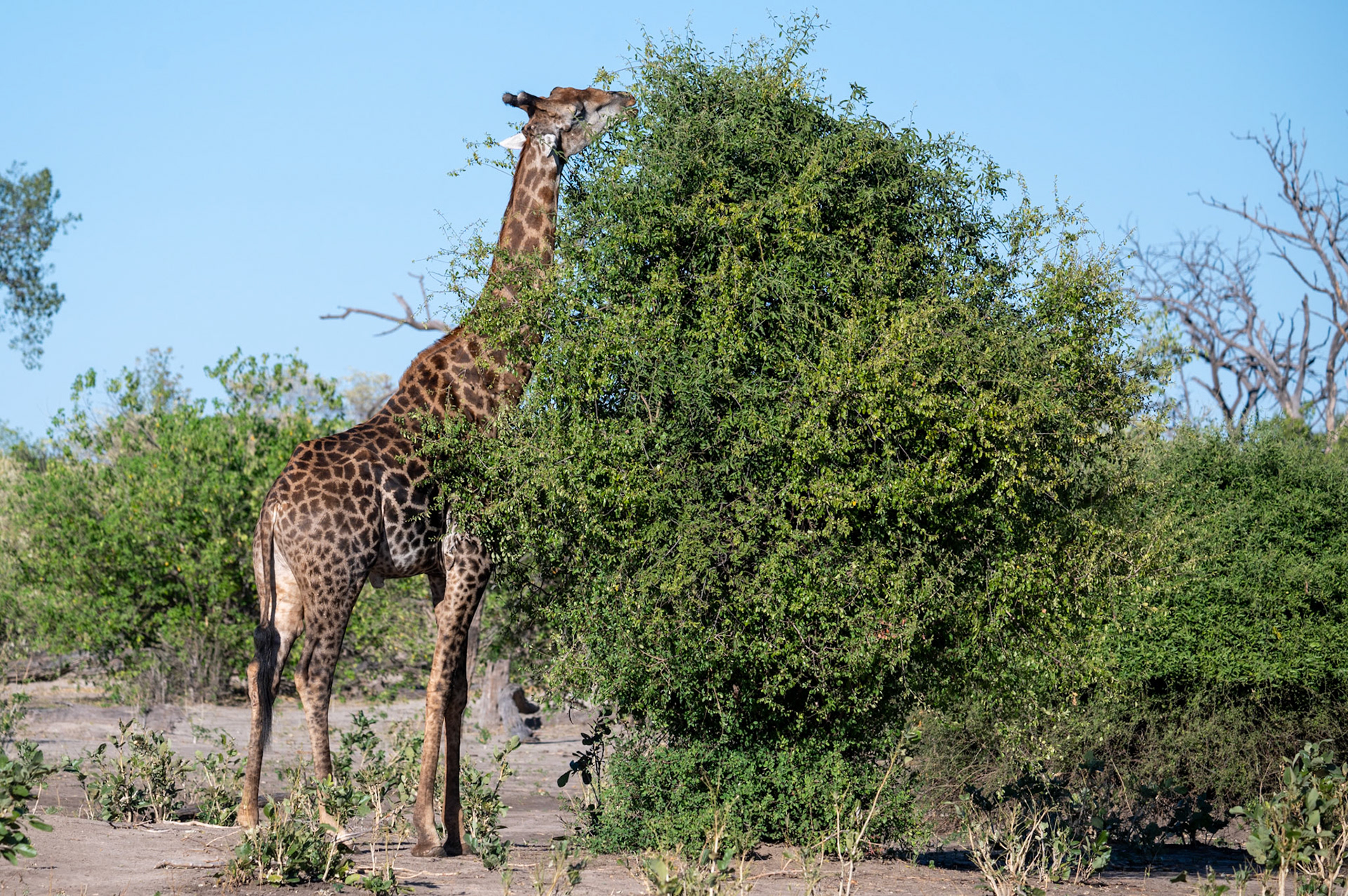 Giraffe, Chobe National Park, Botswana, Africa