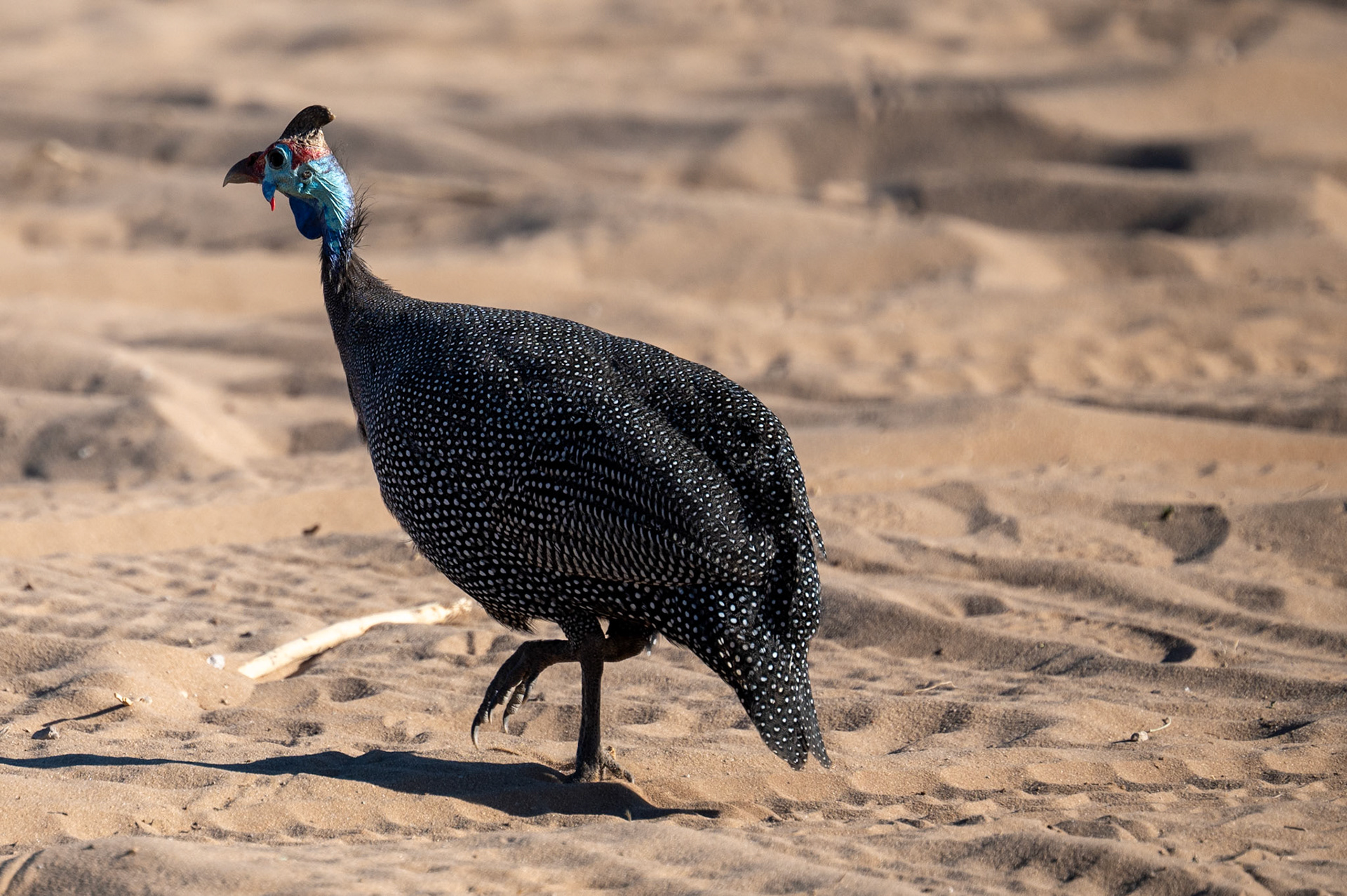 Guinea, Chobe National Park, Botswana, Africa