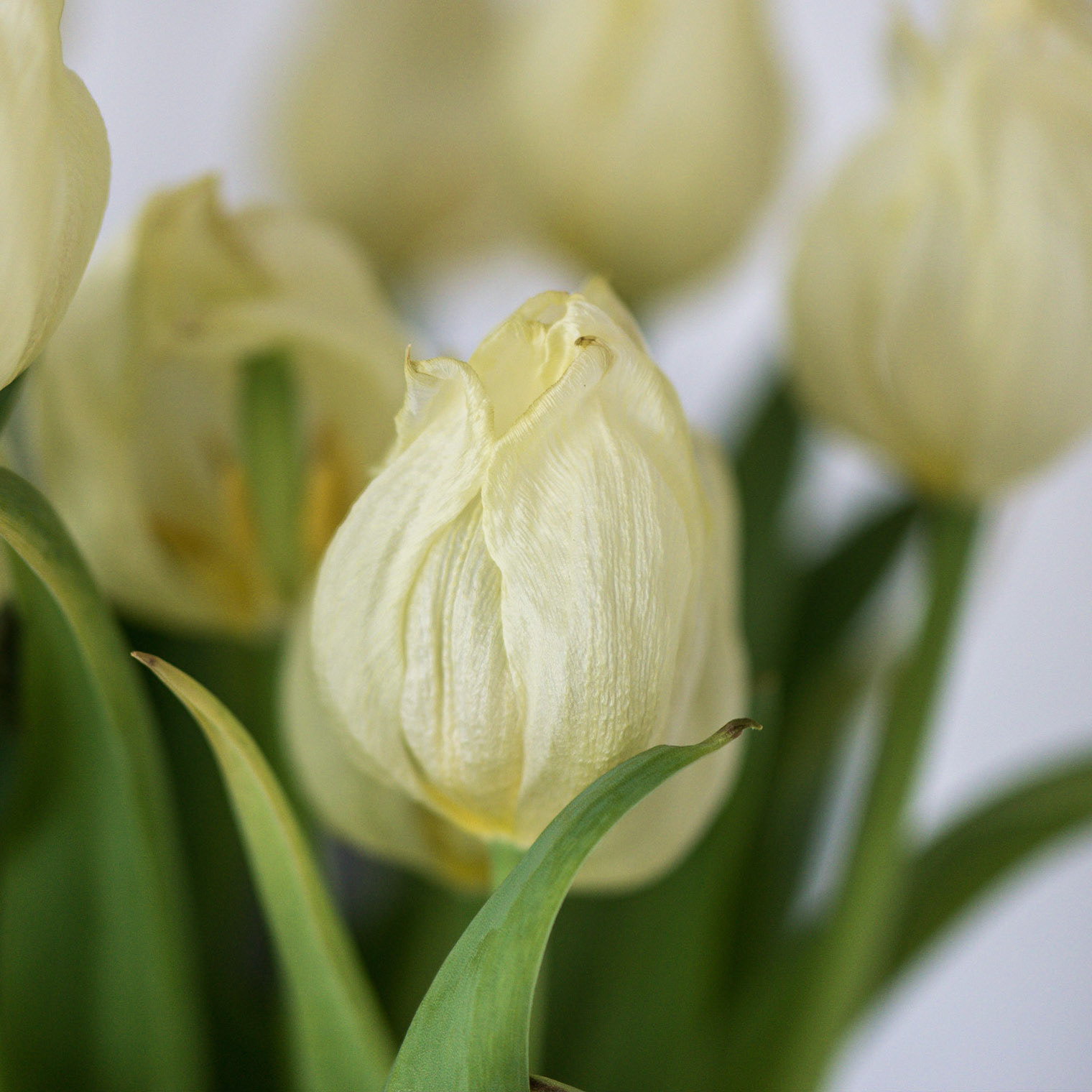 Tulp