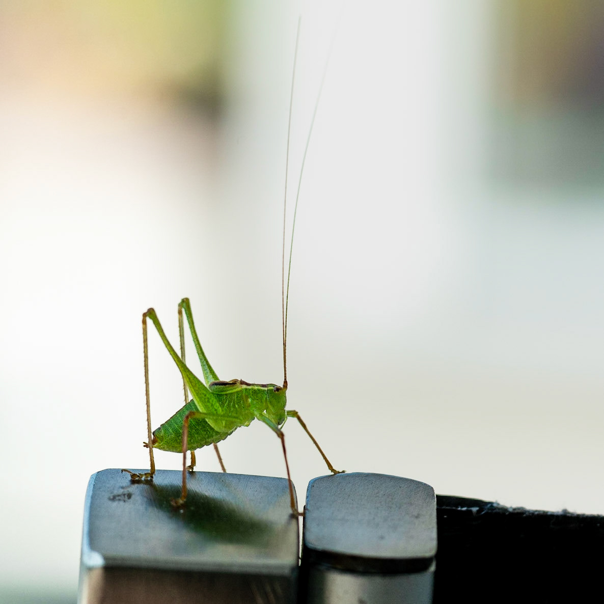 Sprinkhaantje in de tuin.