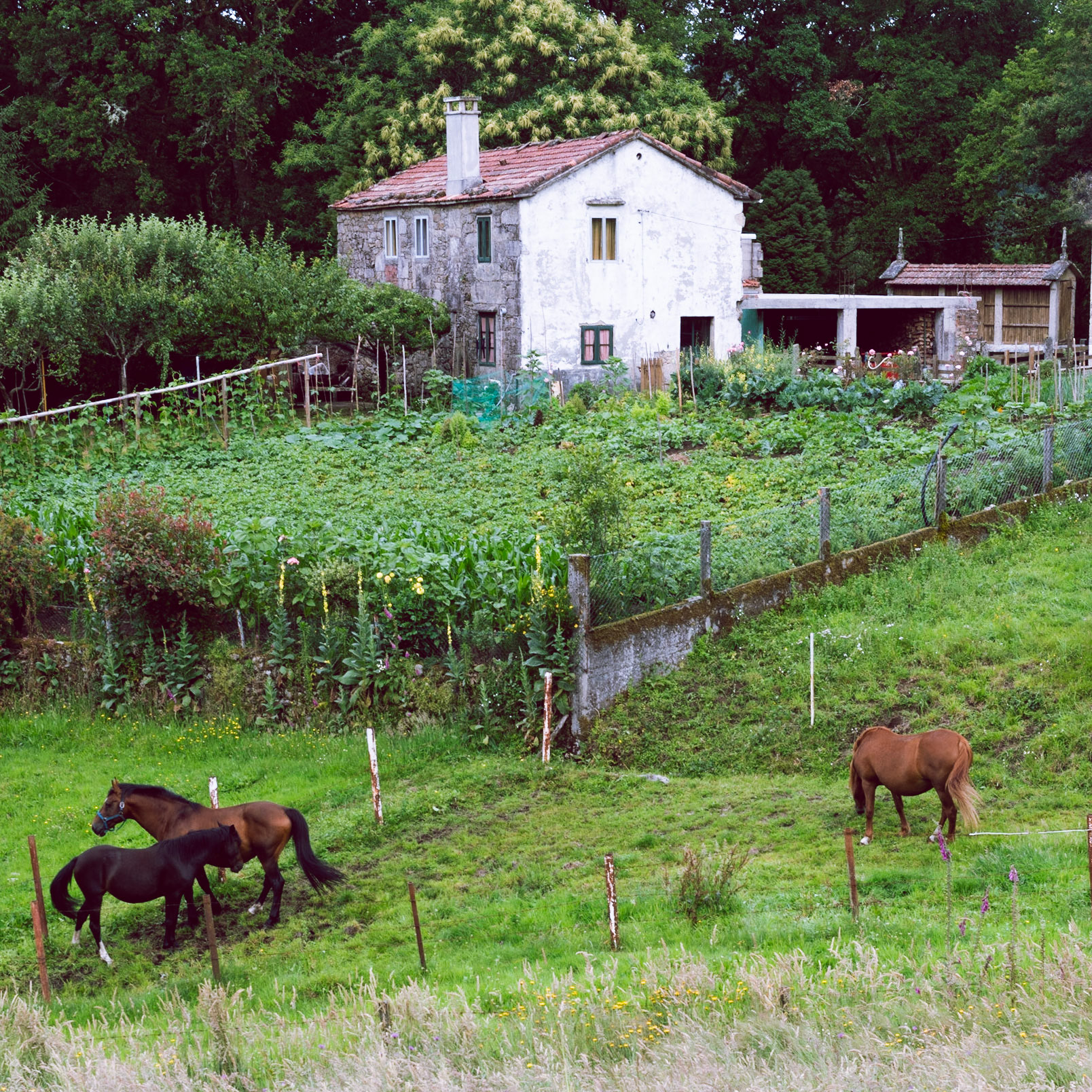 Sabucedo