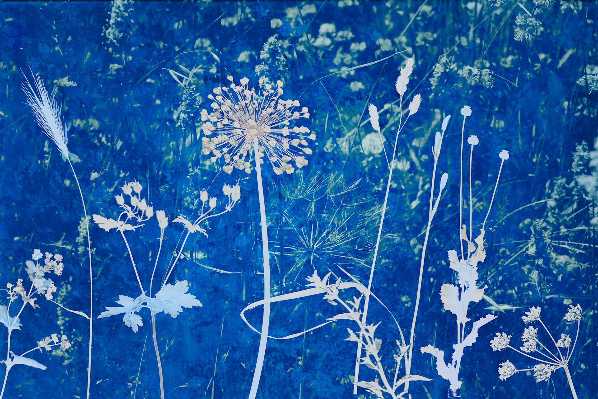 Summer Meadow Impressions