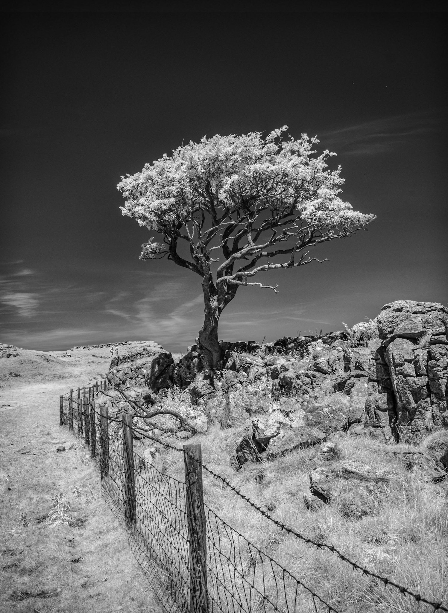 Tree in the Dales