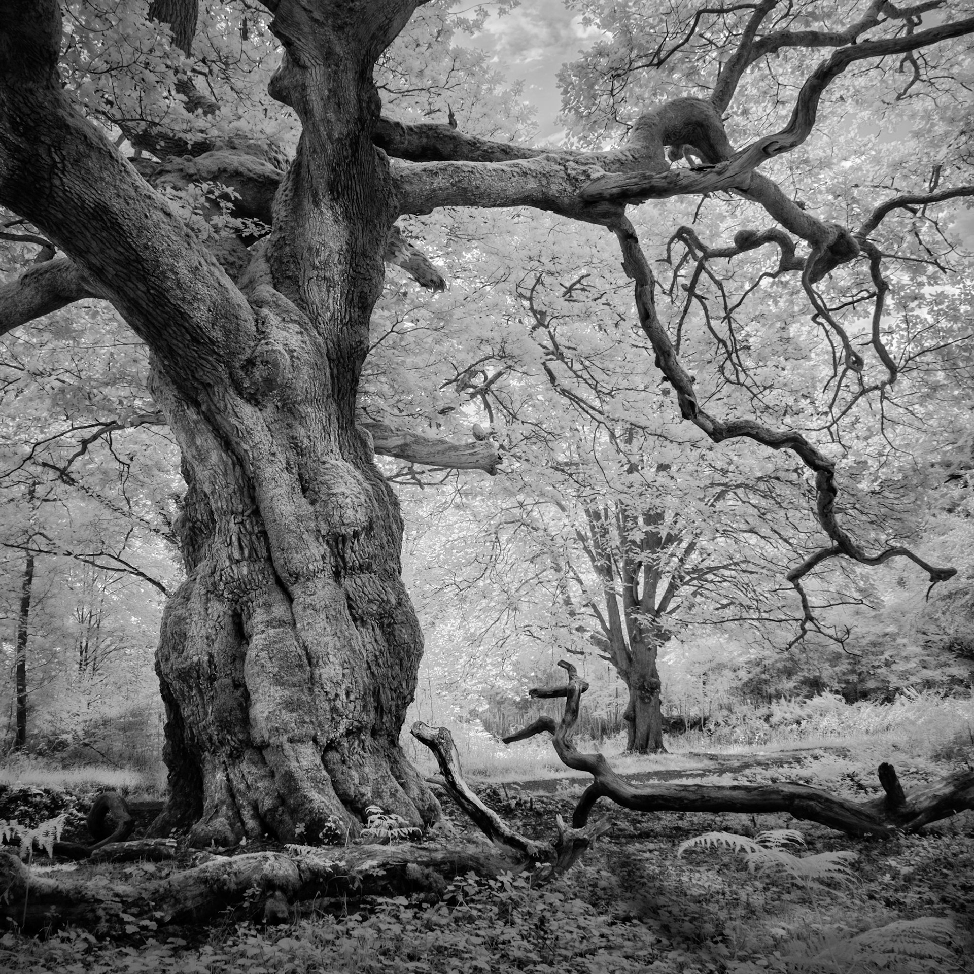 The Old Oak