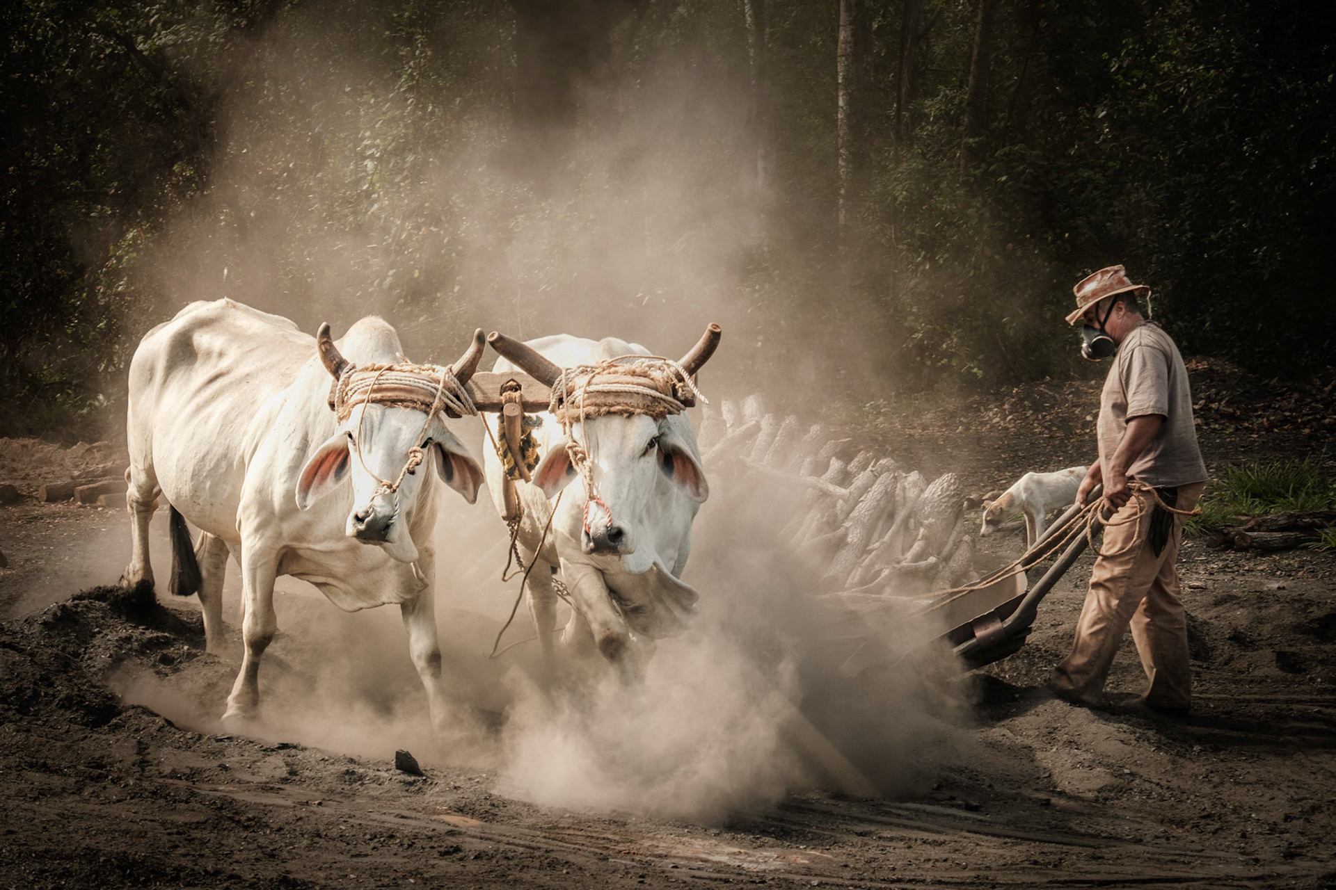Preparing to Burn Charcoal
