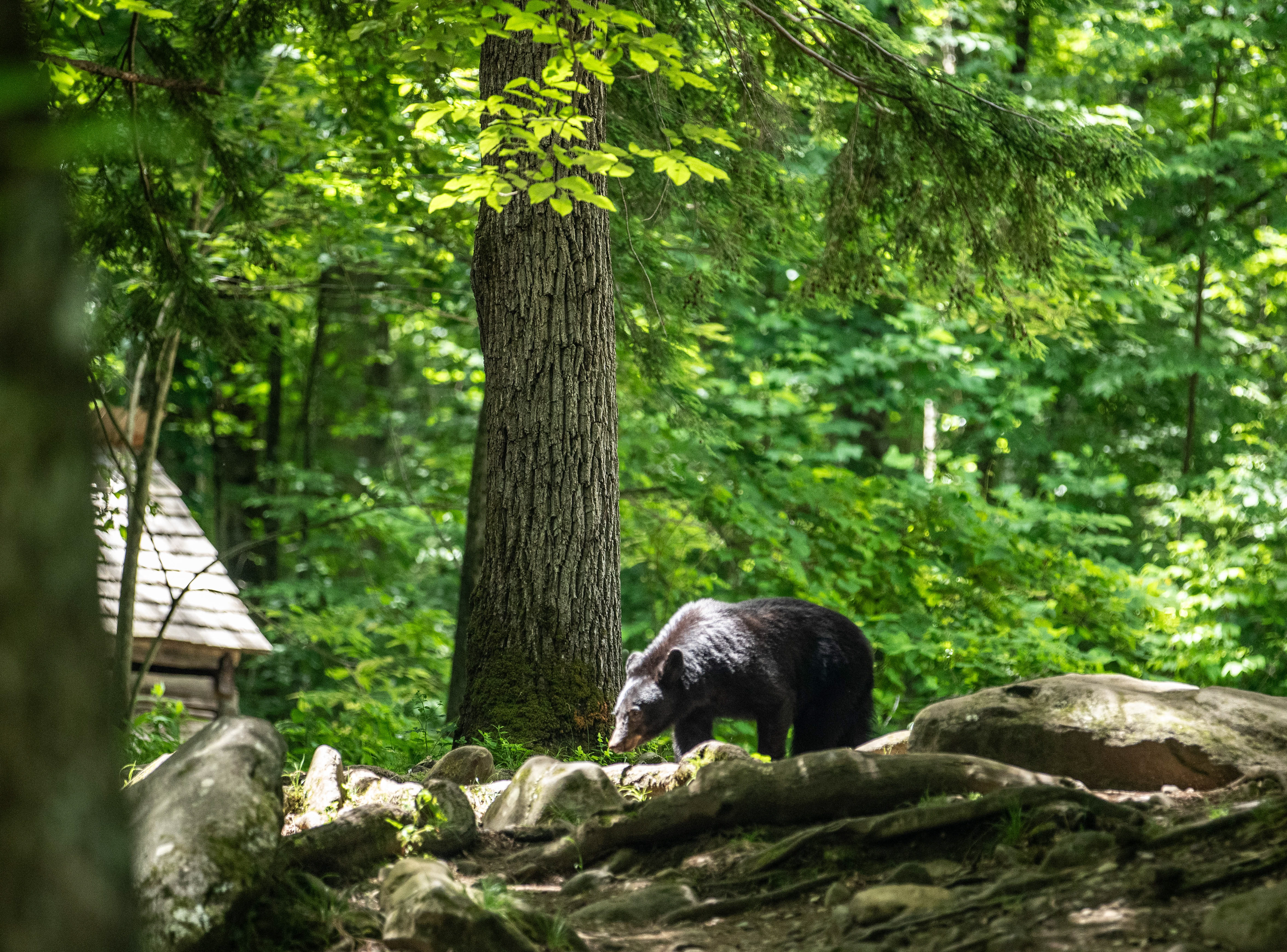 Great Smoky Mountains