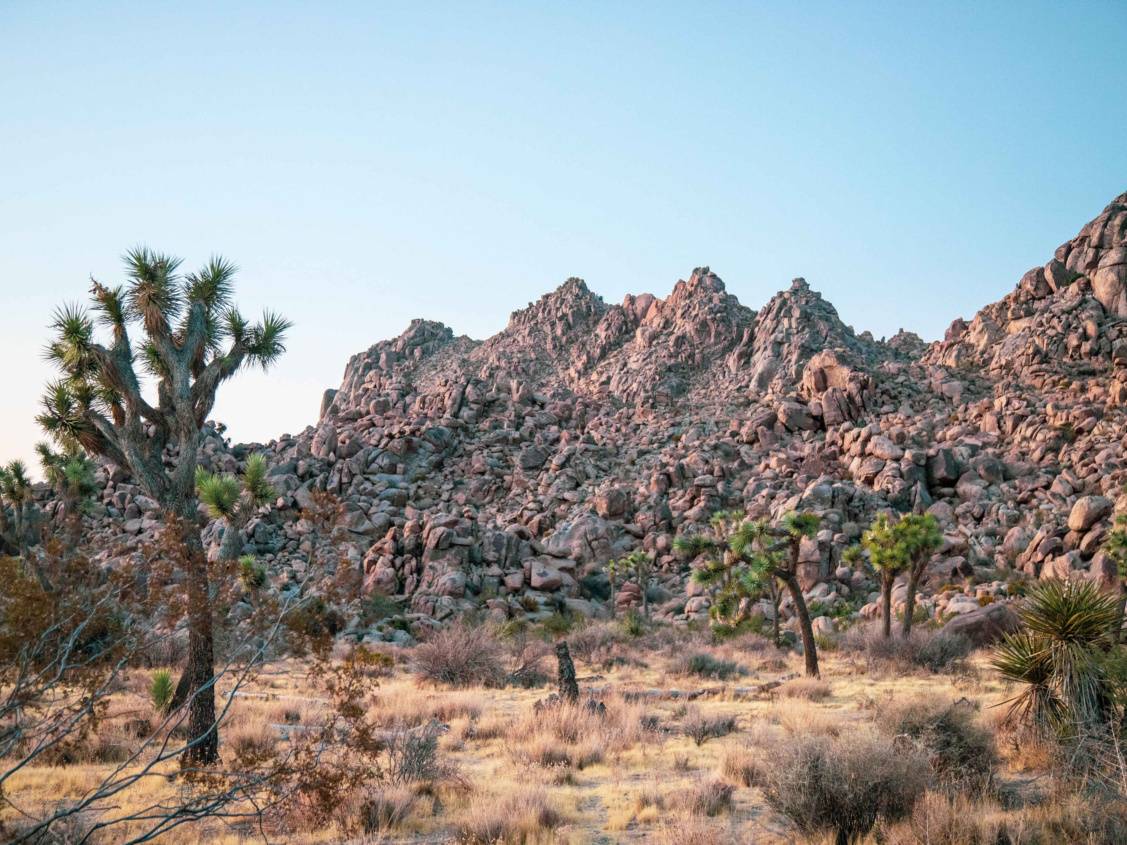 Joshua Tree