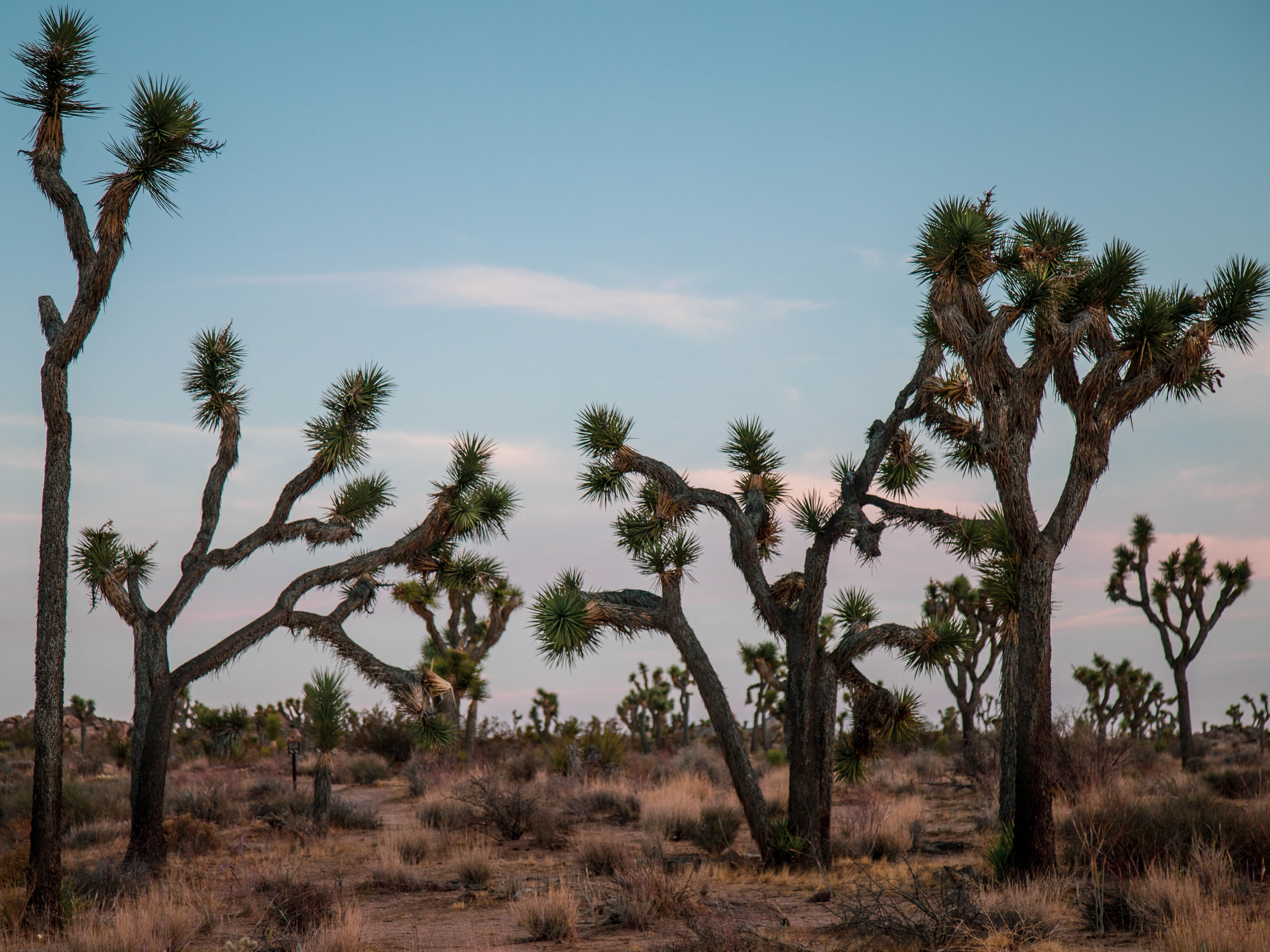 Joshua Tree
