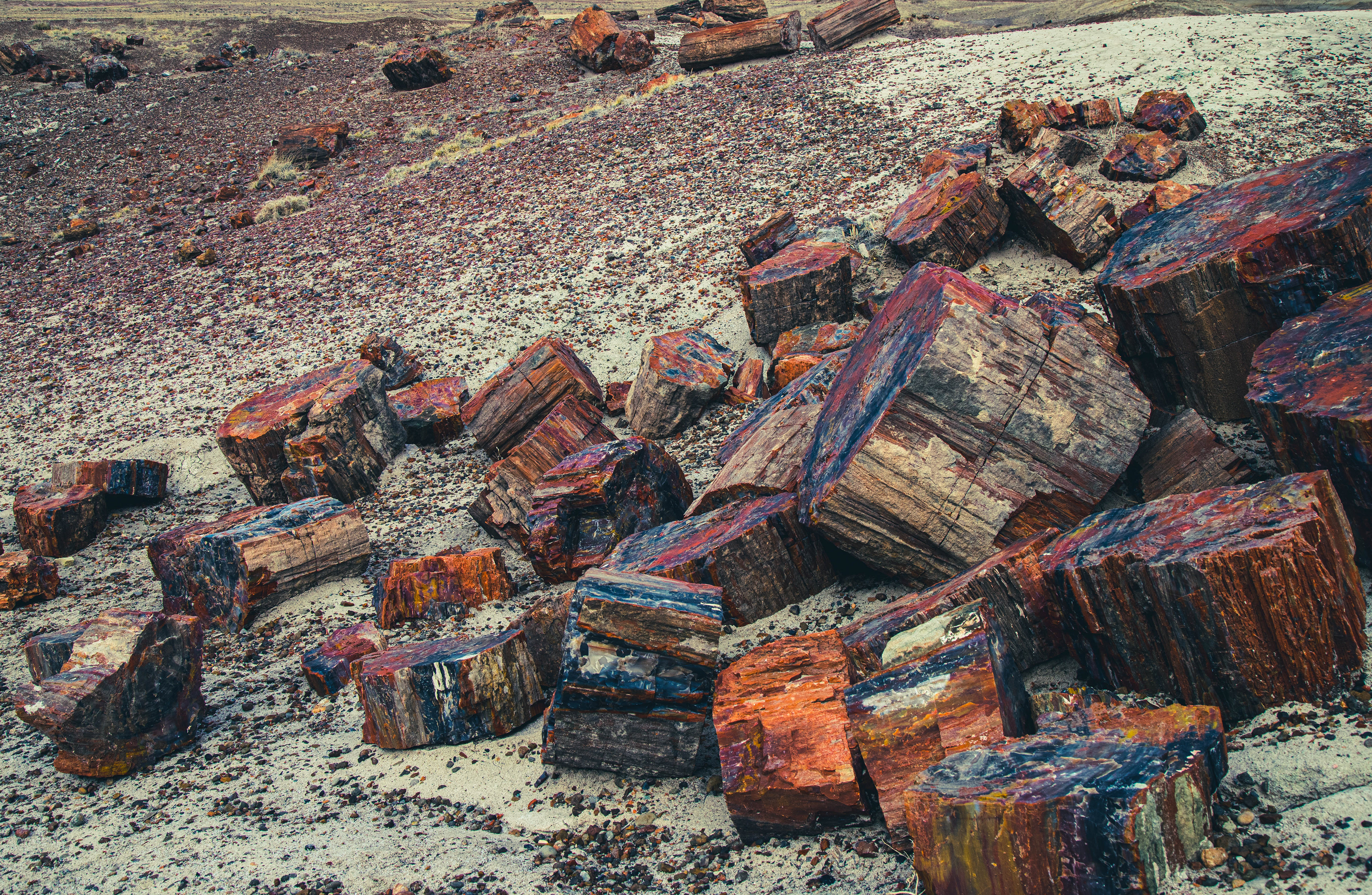 Petrified Forest