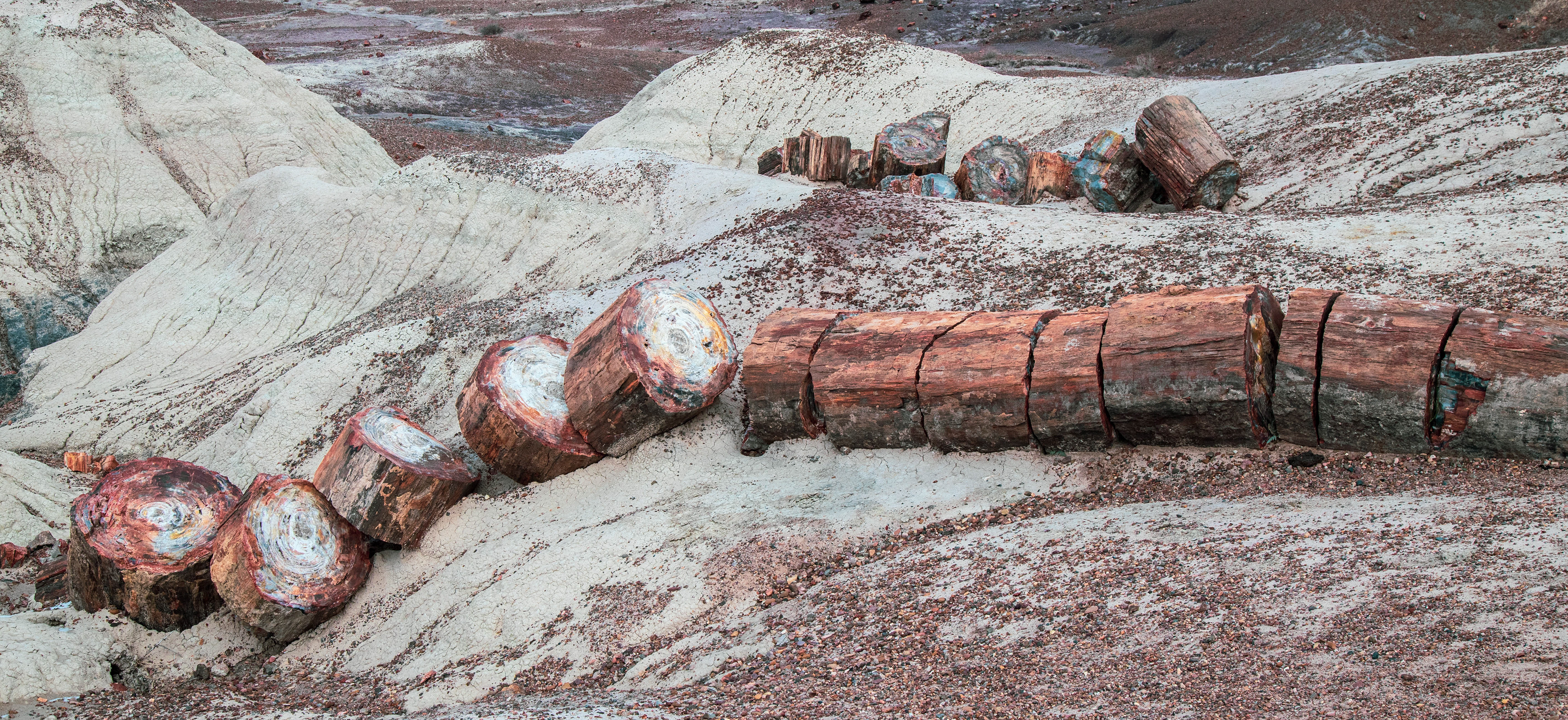 Petrified Forest