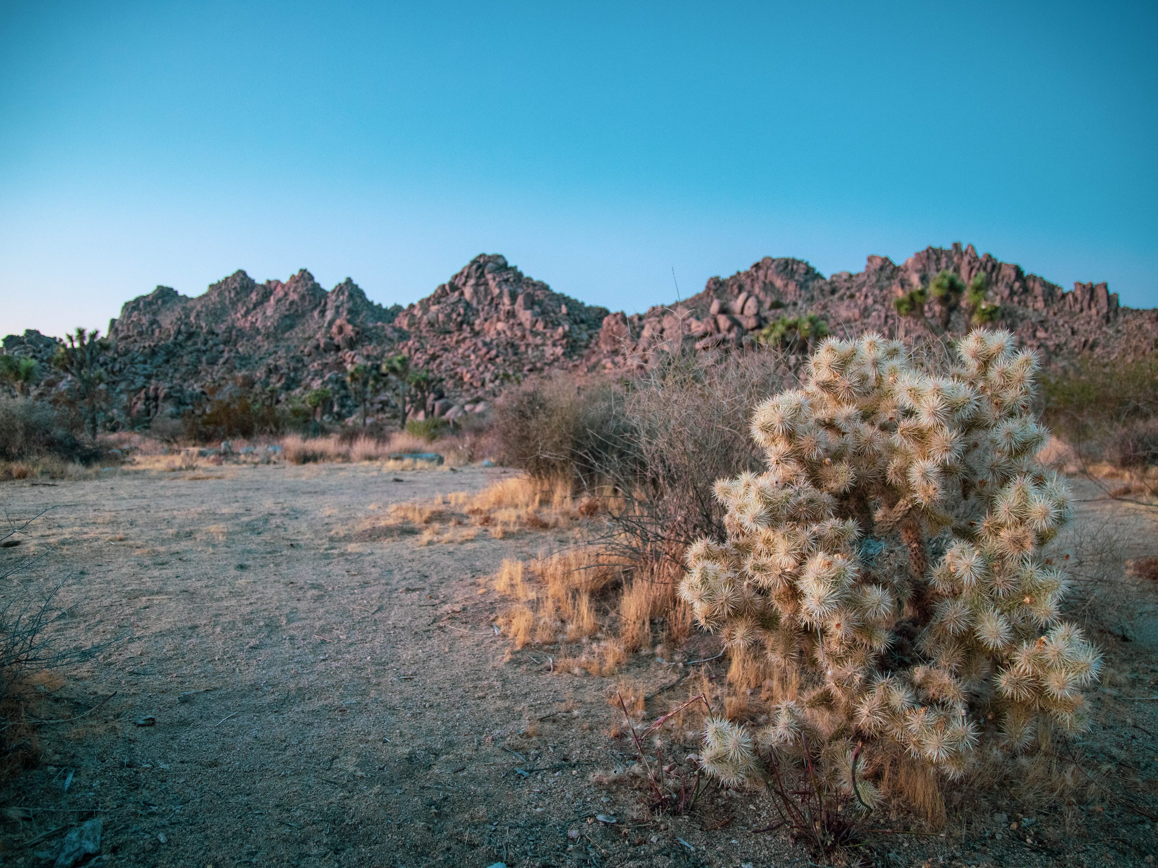 Joshua Tree
