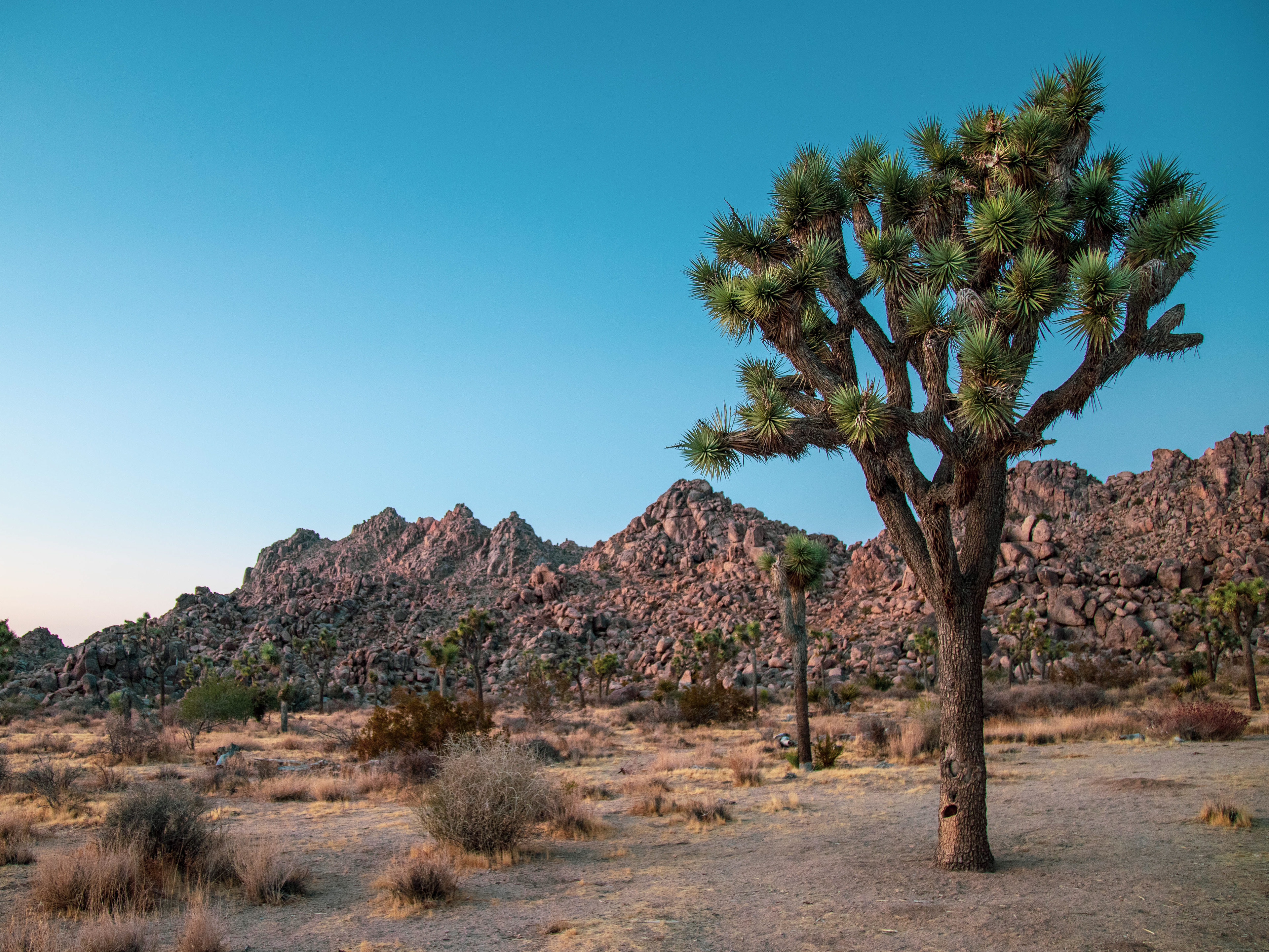 Joshua Tree