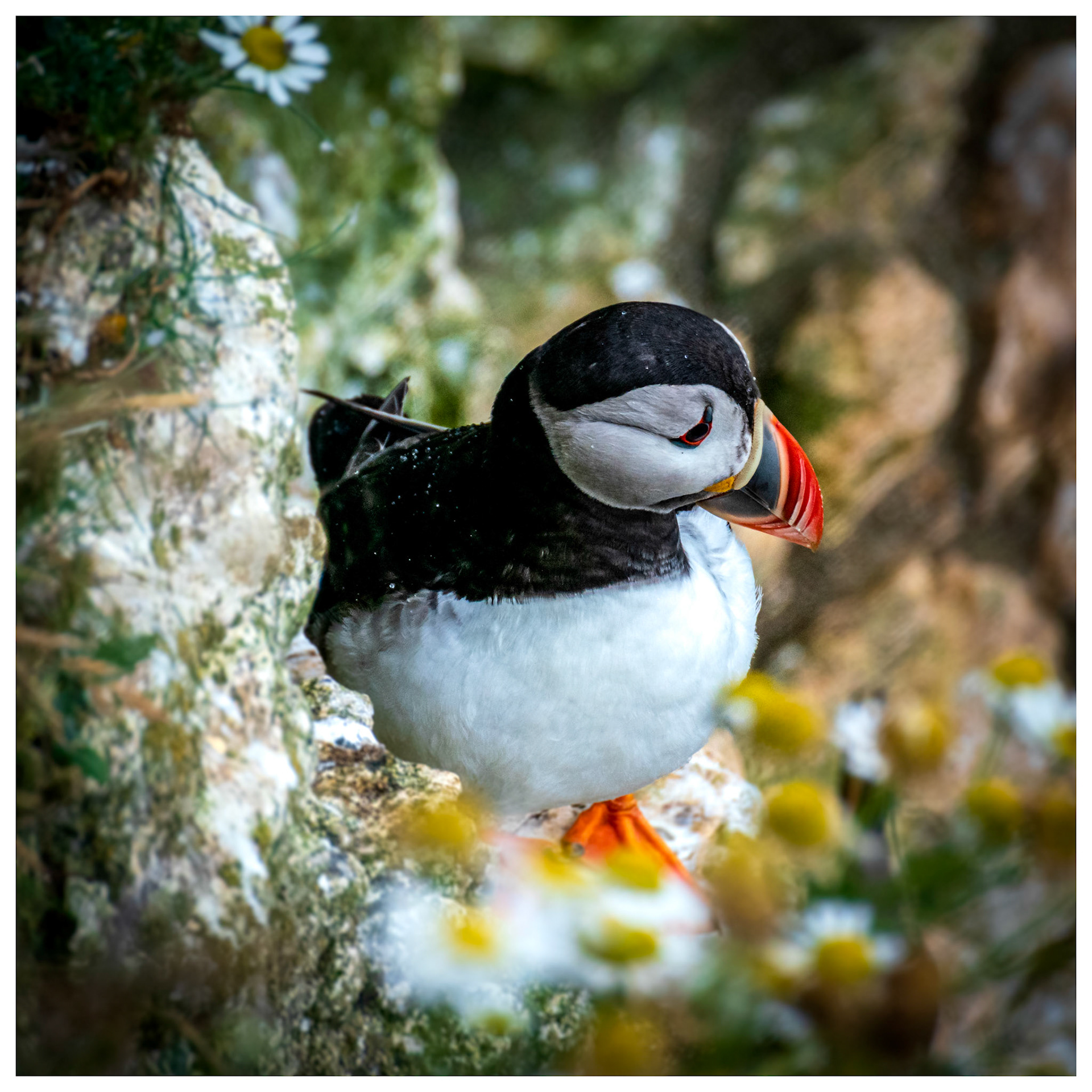 puffin