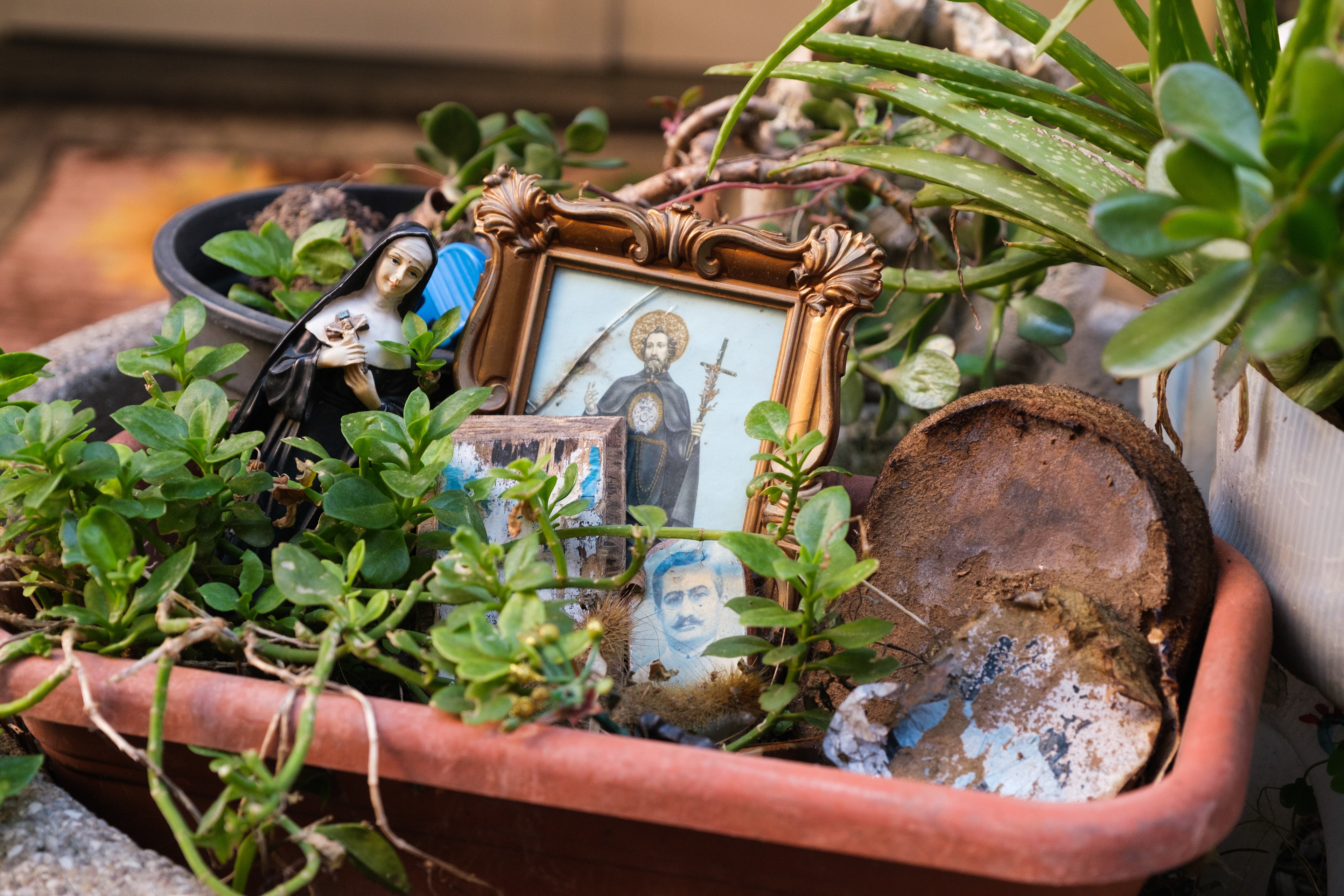 Naples (Italy): A close-up of an informal street shrine arranged inside a plastic planter in the Rione Sanità district. The small memorial contains a figurine of a nun, a cracked gold frame depicting a Catholic saint, and a photograph of a deceased man nestled among the plants.