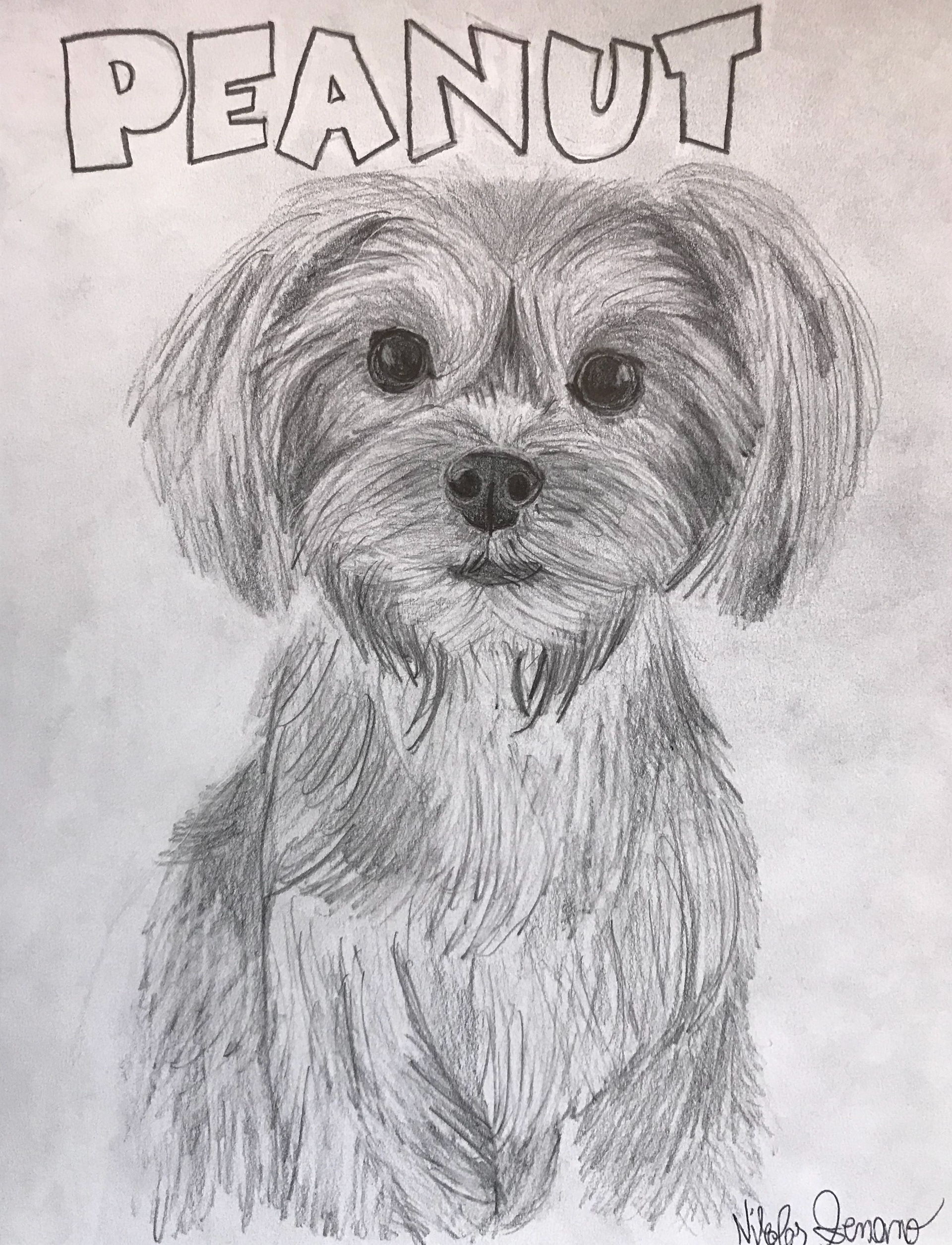 Commissioned Pet Drawing