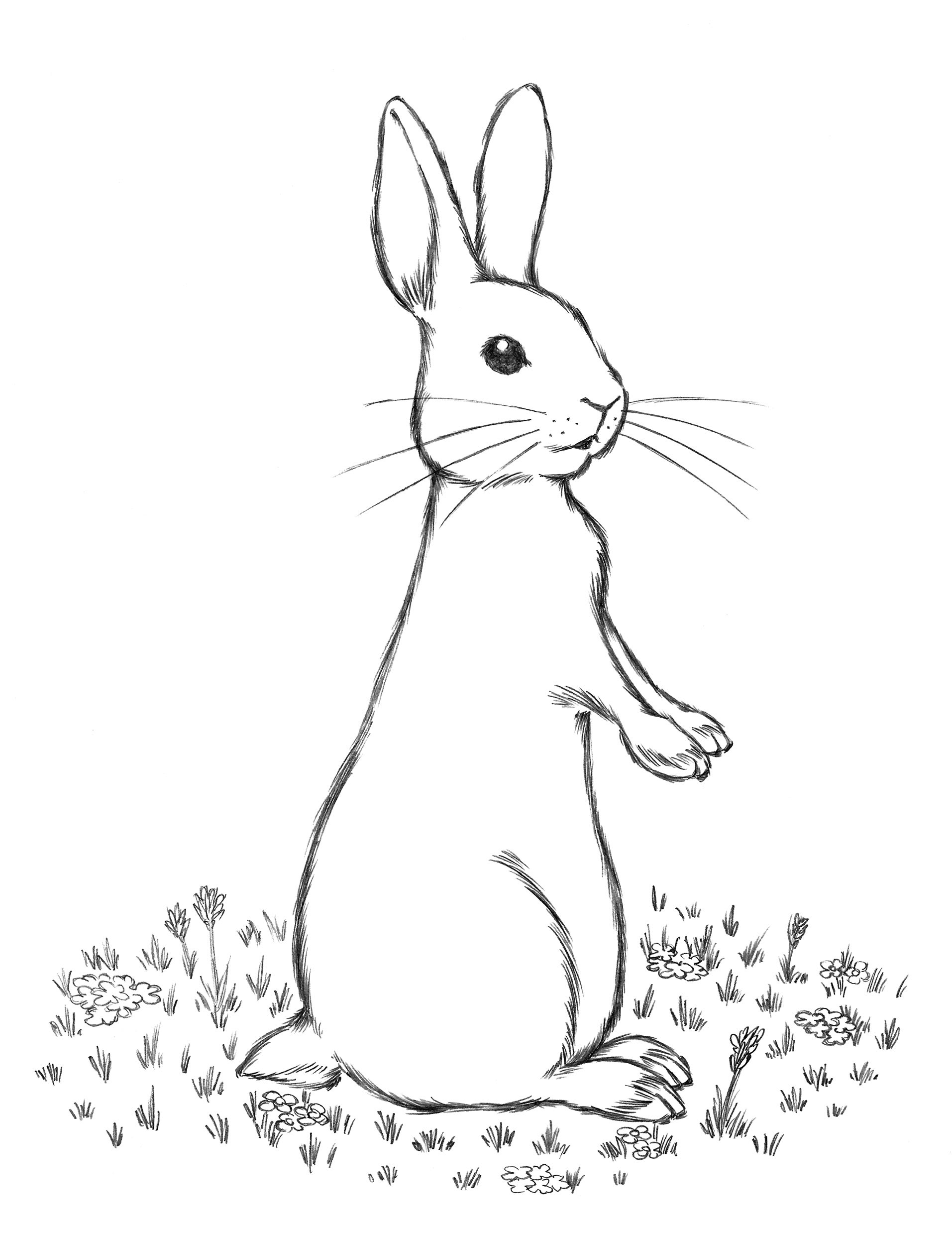 Rabbit 1 • pencil sketch