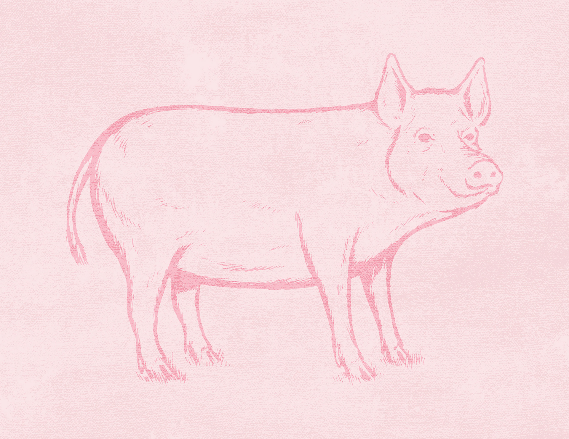 Pig • vector illustration
