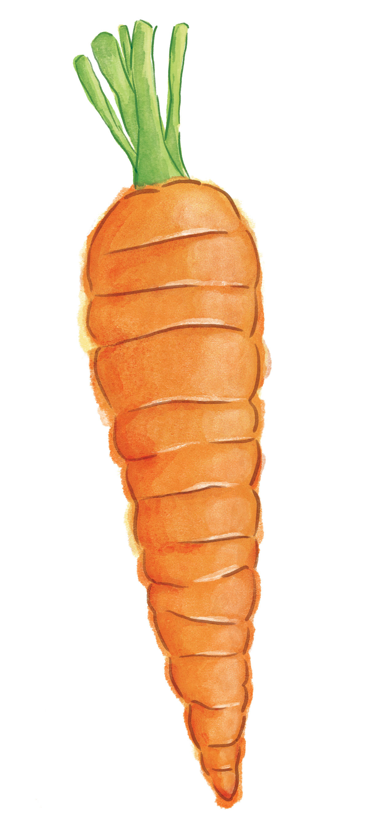 Carrot • digital watercolor