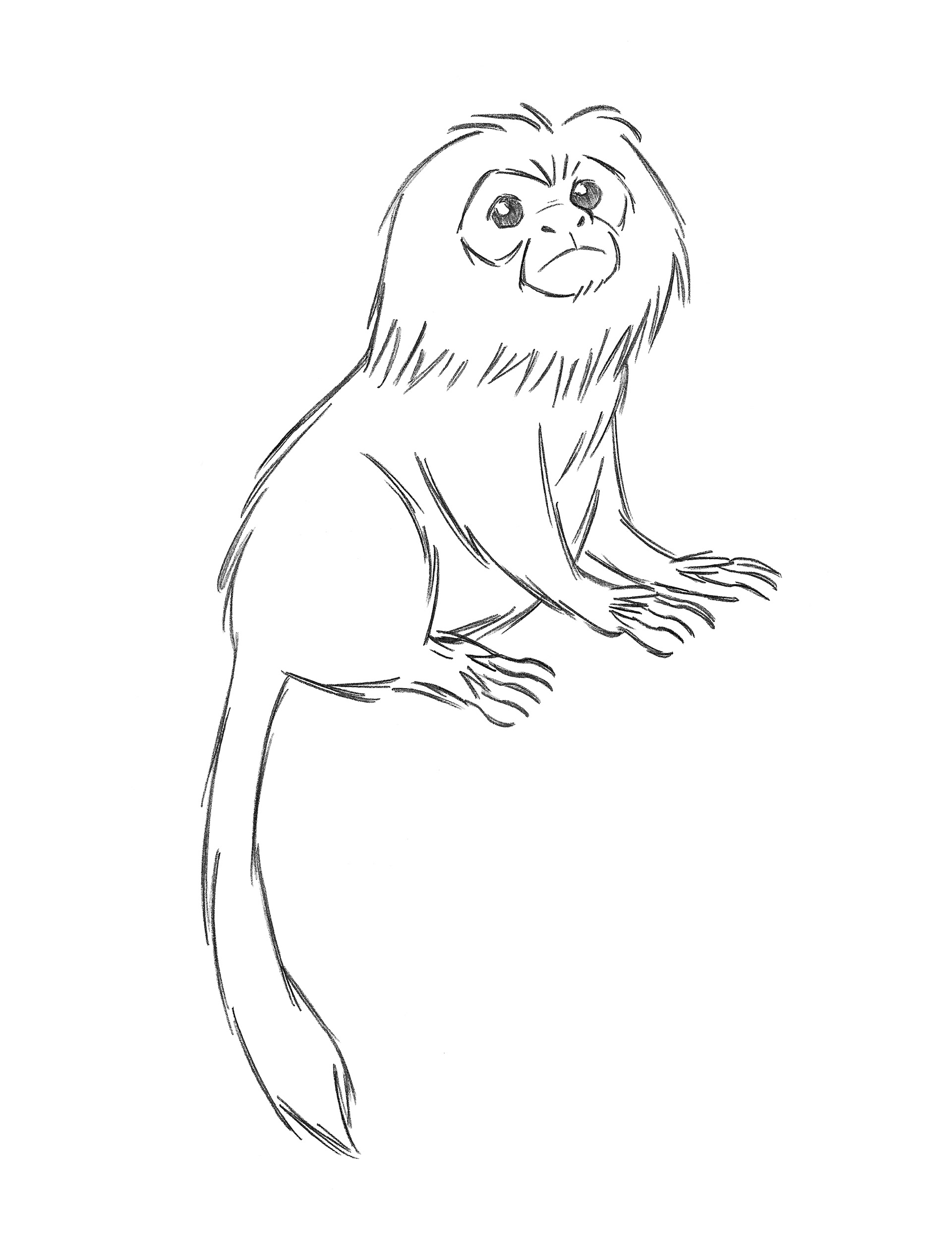 Golden Lion Tamarin • pencil sketch
