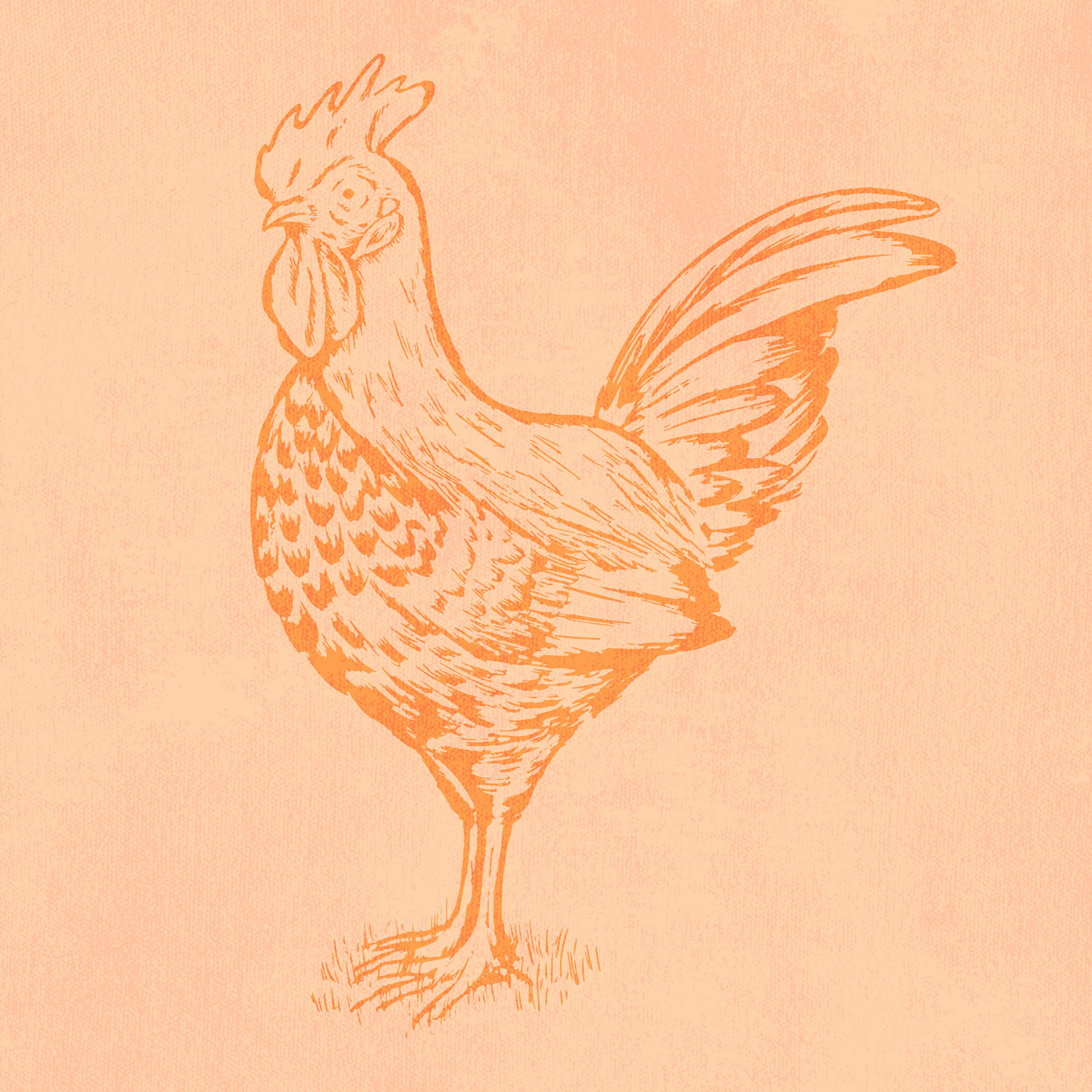 Rooster • vector illustration